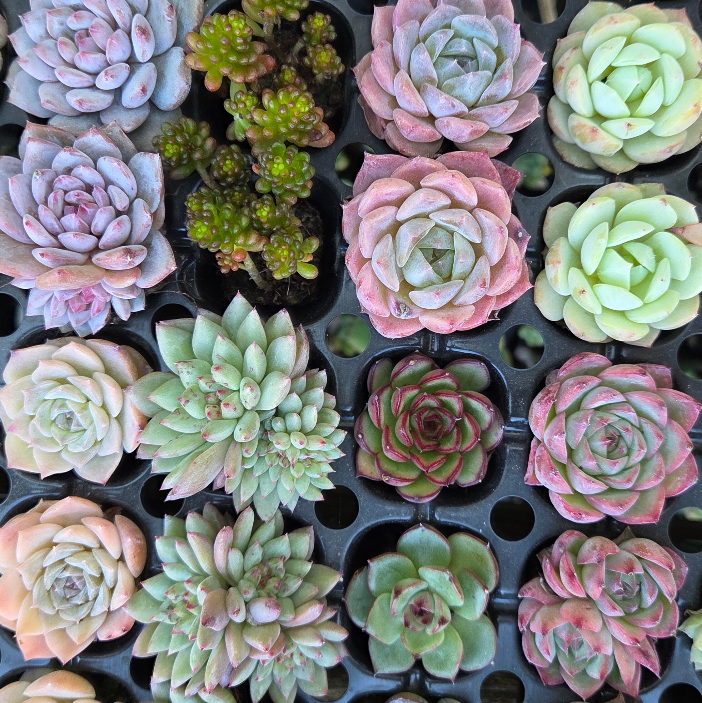 多肉植物プラグ苗カラフル12品種set | 多肉Garden＊Grow