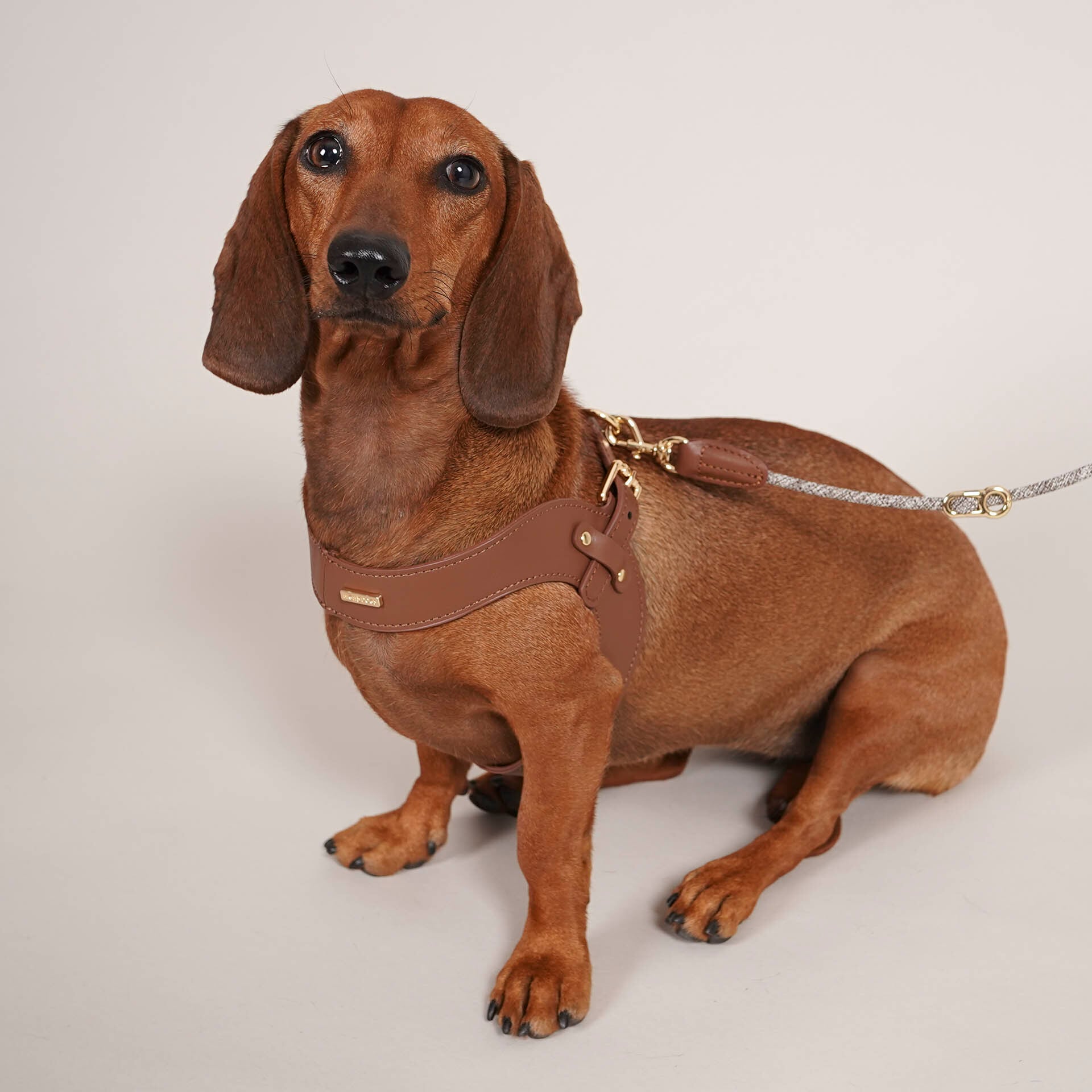 レザーハーネス（S） / Leather Harness (S) | HIGH 5 DOGS TOKYO