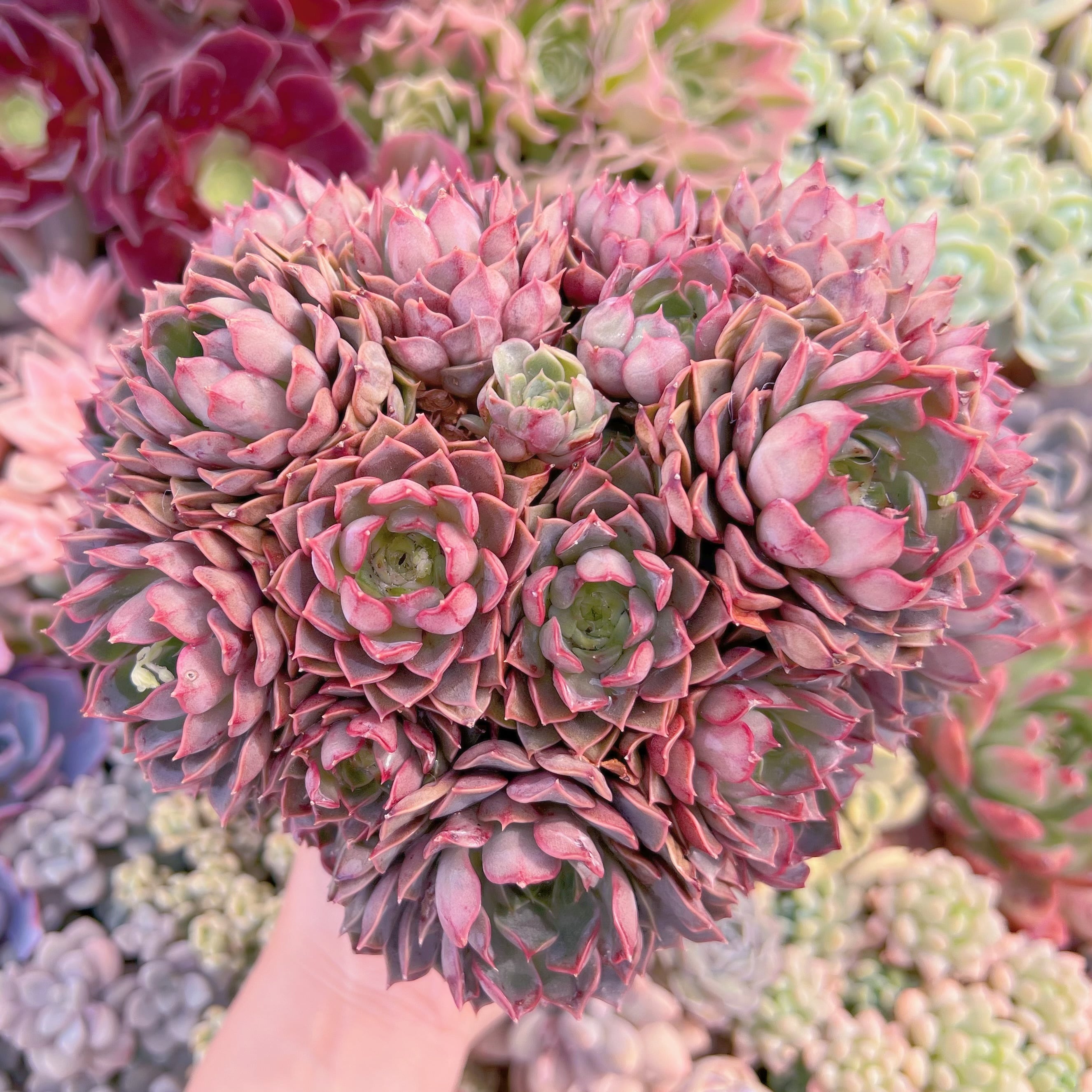 現品　シャルローズ#611　大群生　新入荷　るる農園