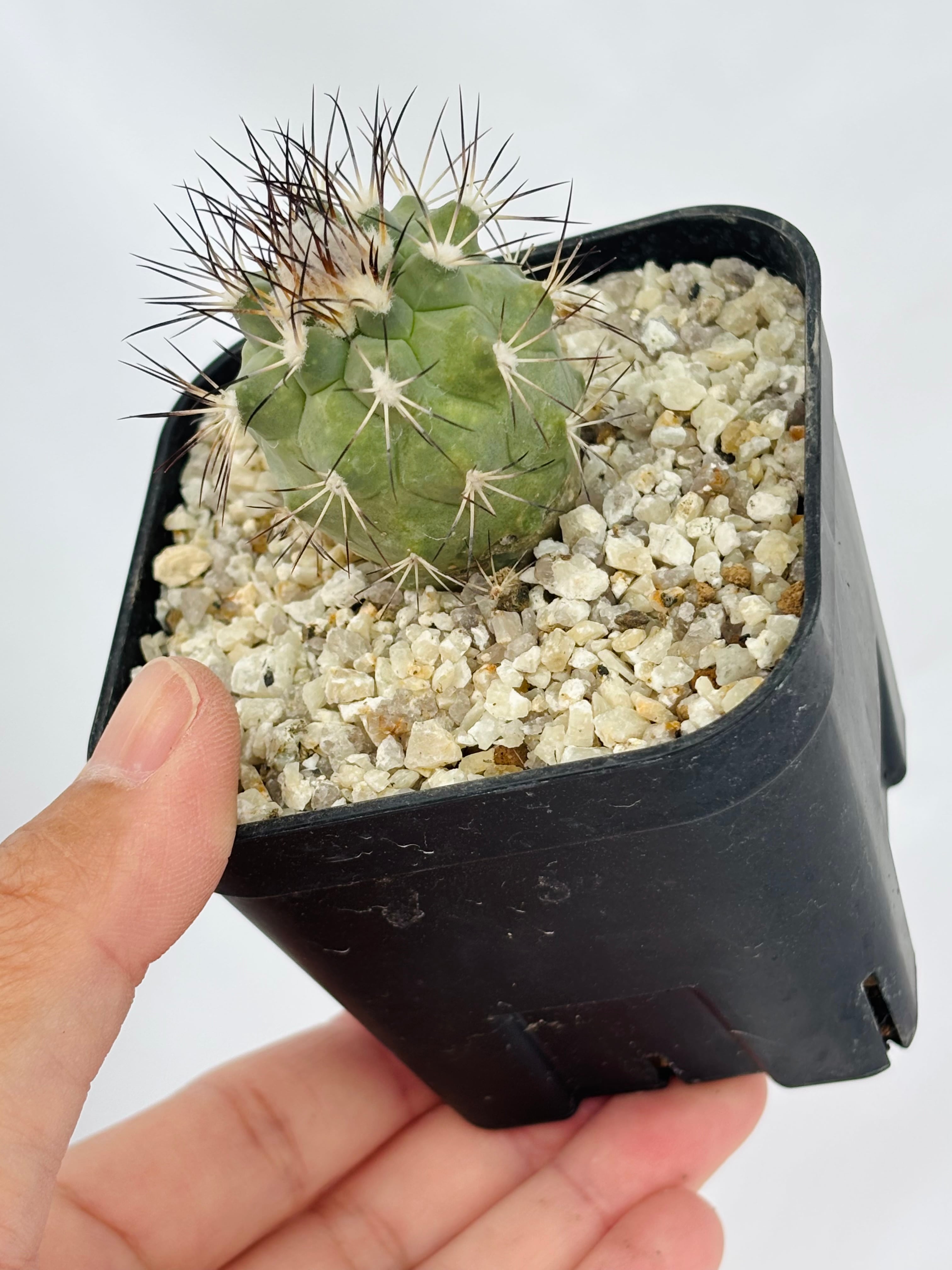 Gymnocactus gielsdorfianus ギムノカクタス 黒槍丸 サボテン | plants