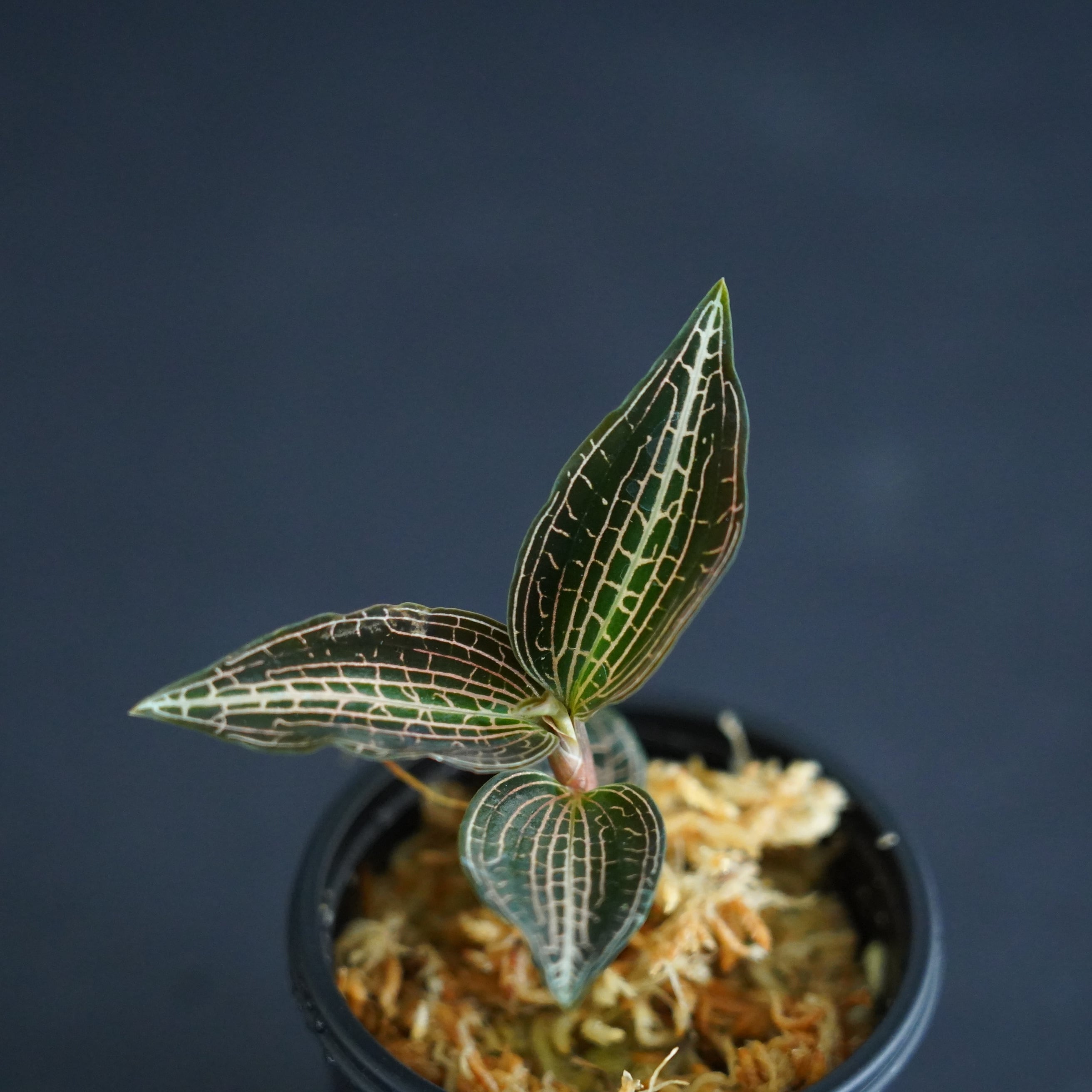 ◇現品◇グッディエラsp. From Vietnam【ジュエルオーキッド宝石蘭