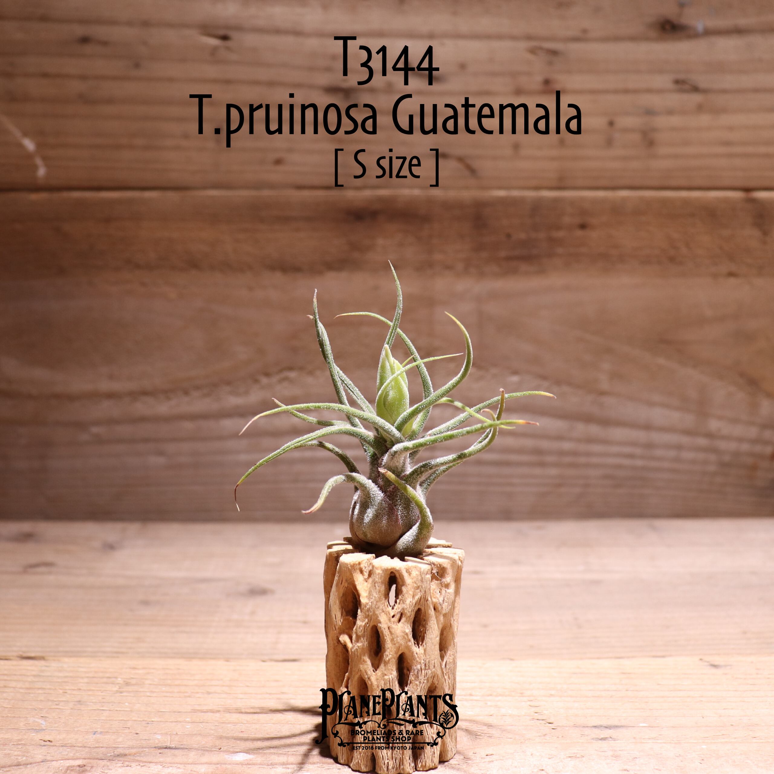 【送料無料】プルイノーサ グアテマラ S (花芽付き)〔エアプランツ〕現品発送T3144