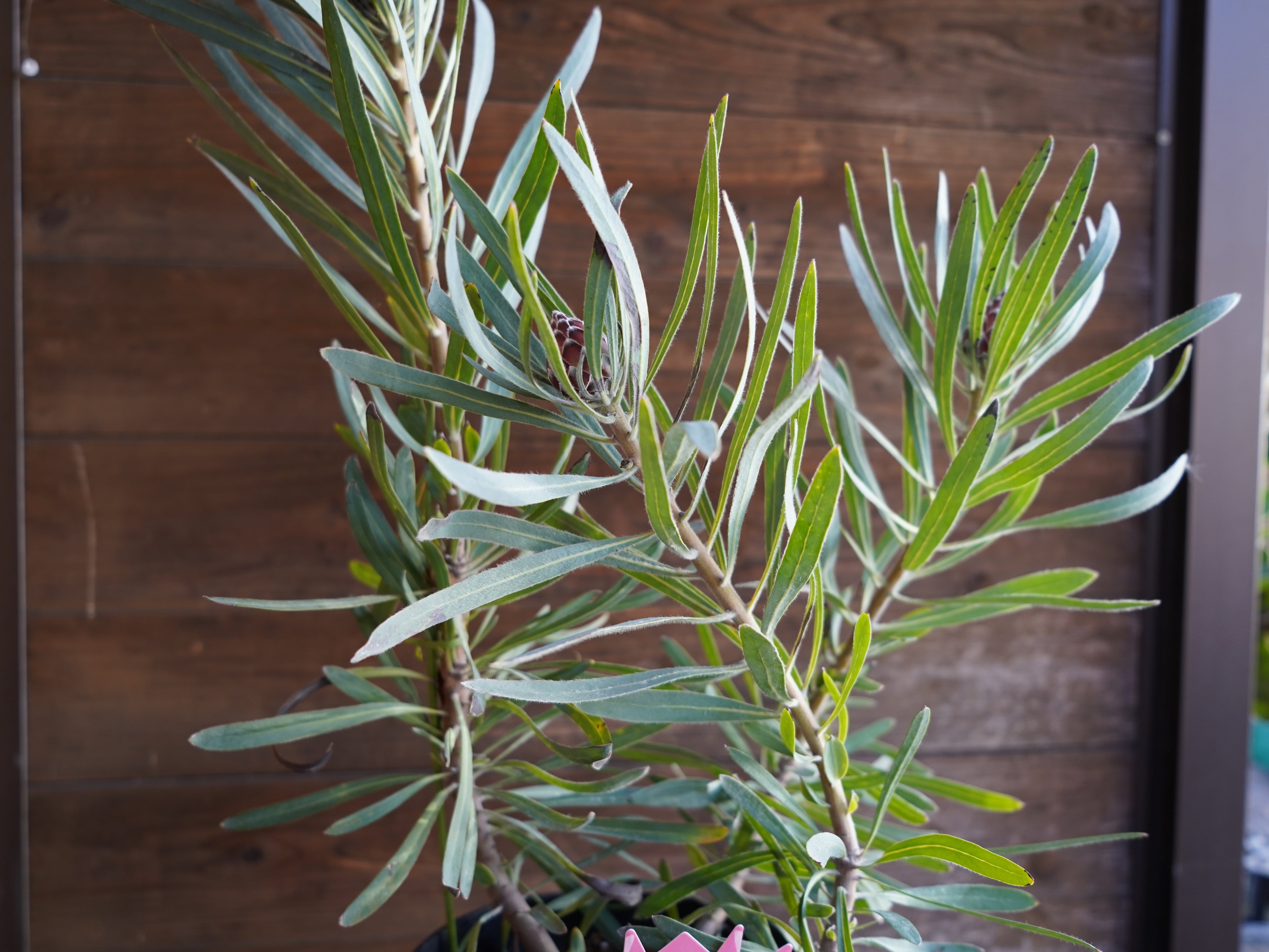 【現物】プロテア　”エクリプス”　A