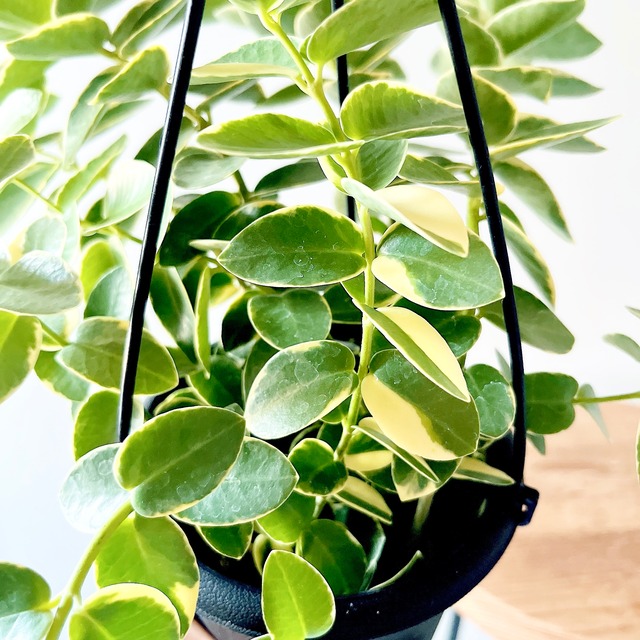 ホヤ クミンギアナ アルボ（斑入り） 希少 観葉植物【calm cafe × GreenBell】