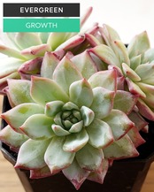 発根済カット苗 ブルーバード 3頭群生 Echeveria 'Blue Bird'