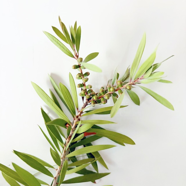 カリステモン ピンクシャンパン｜ブラシの木 観葉植物 calm cafe