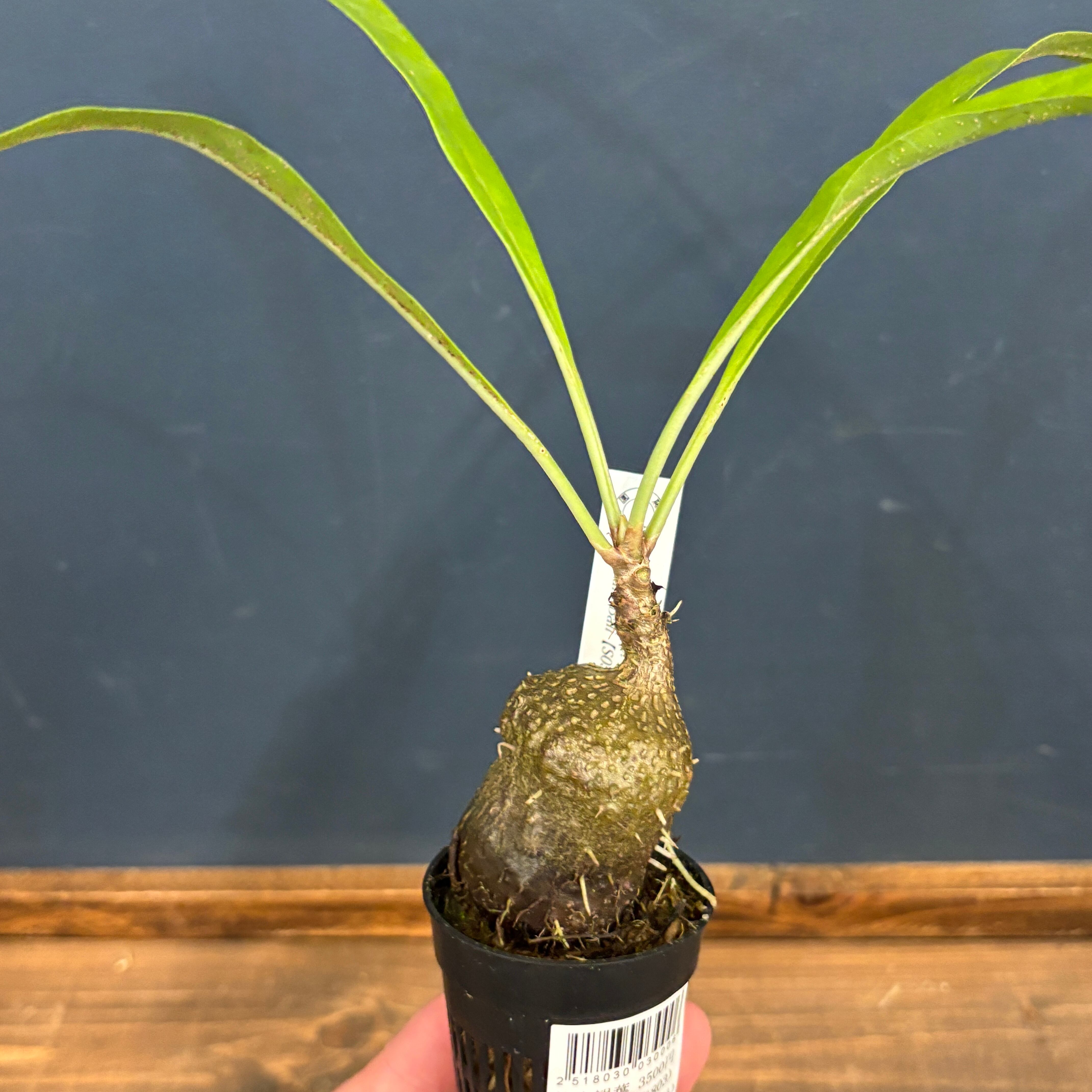 まさまる　アリ植物 うちにある全部のアリダマ、なぜかこの春前の時期にグイッと育っ