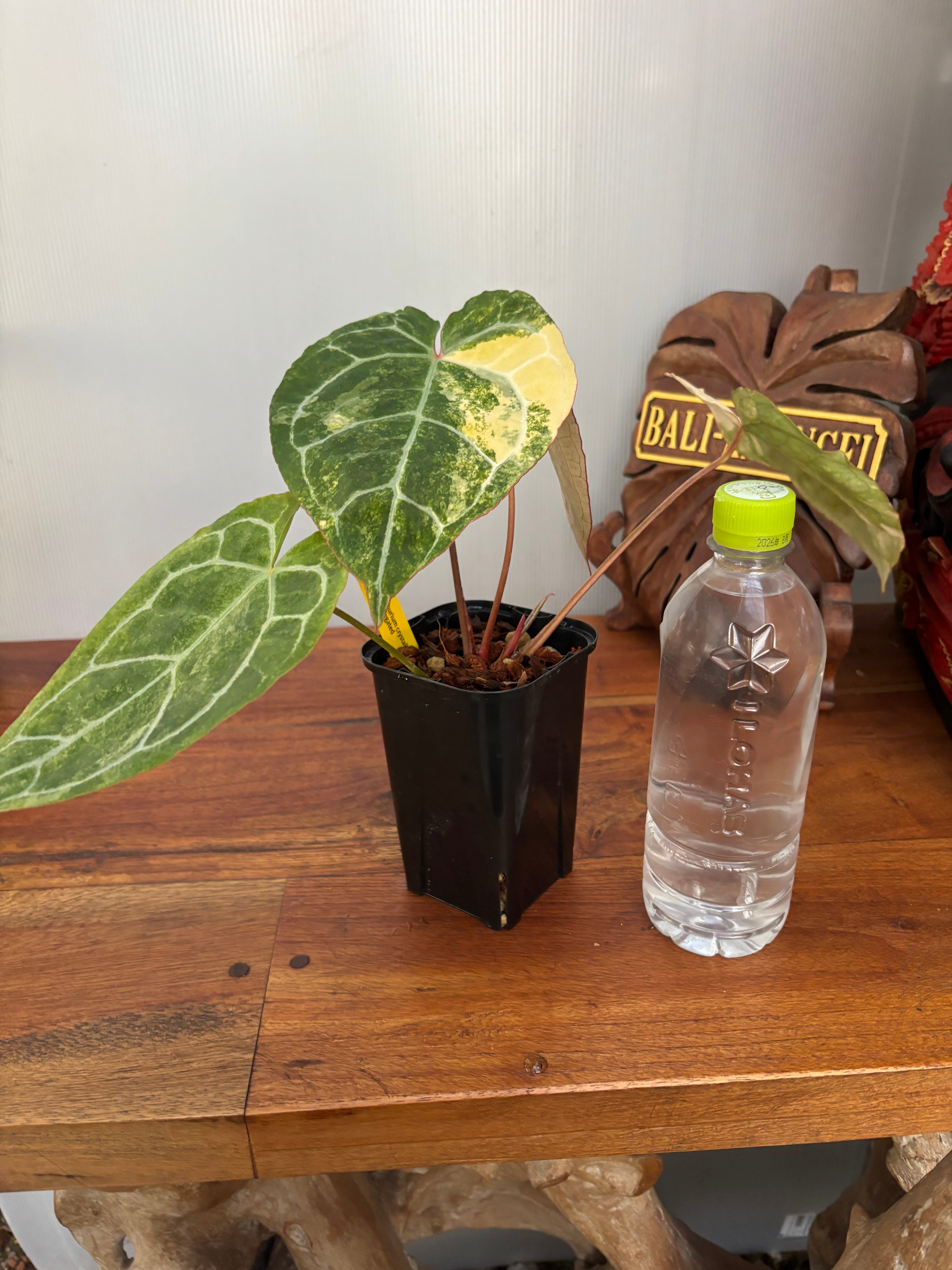 Anthurium | BA PLants