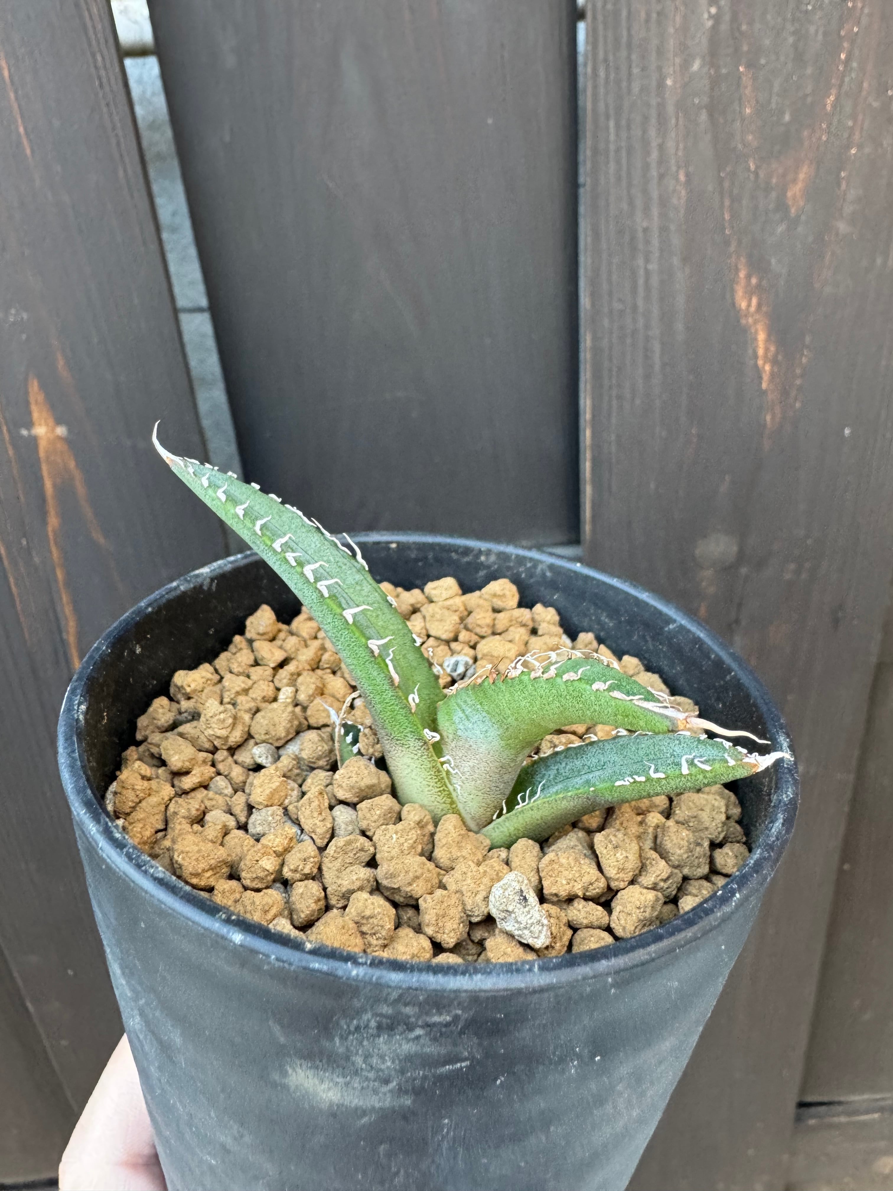 新着】Agave titanota BAKEMONO ORIGINAL【新潟産アガベ の最高峰の
