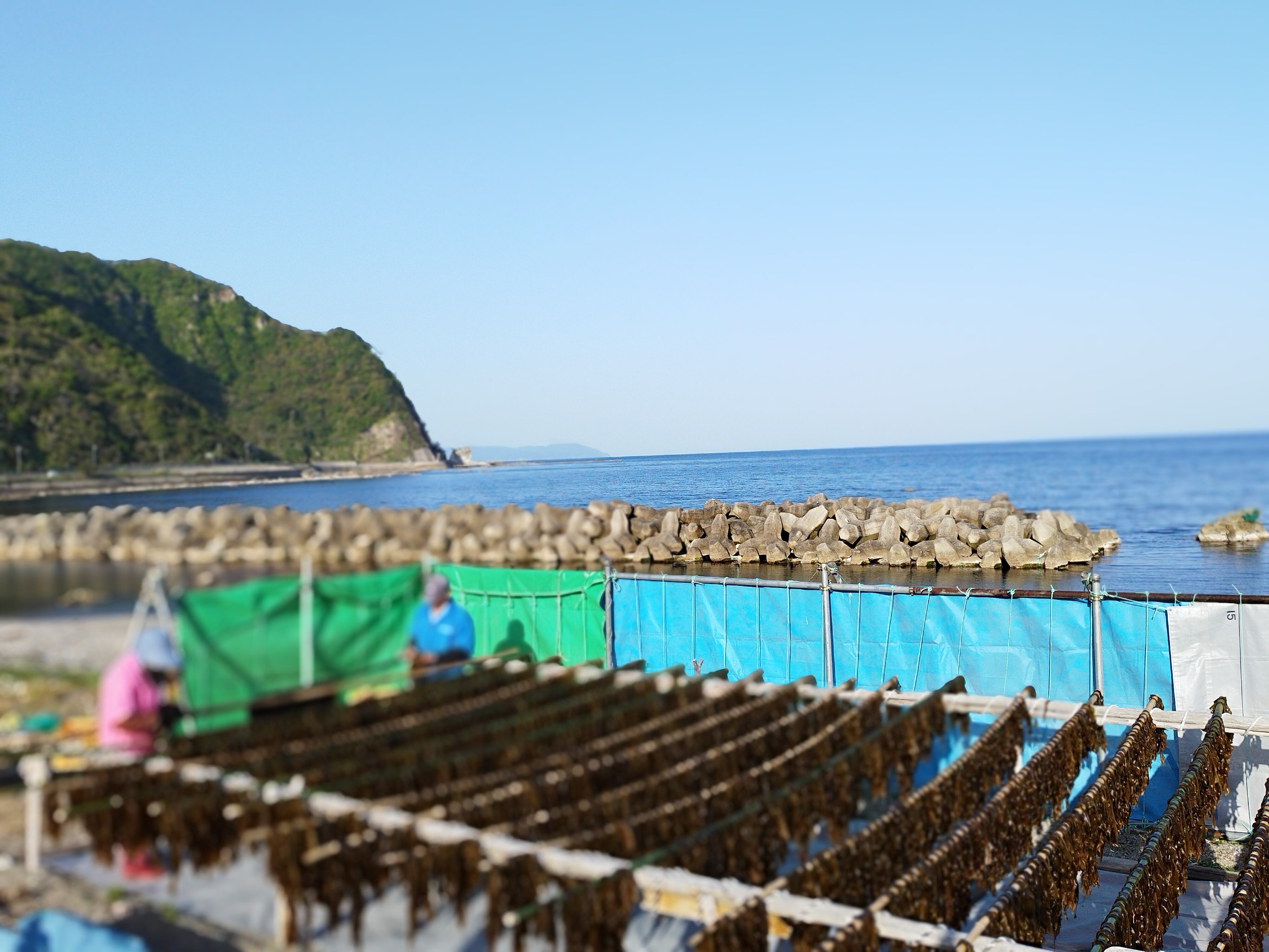 珠洲天然わかめ　45ｇ