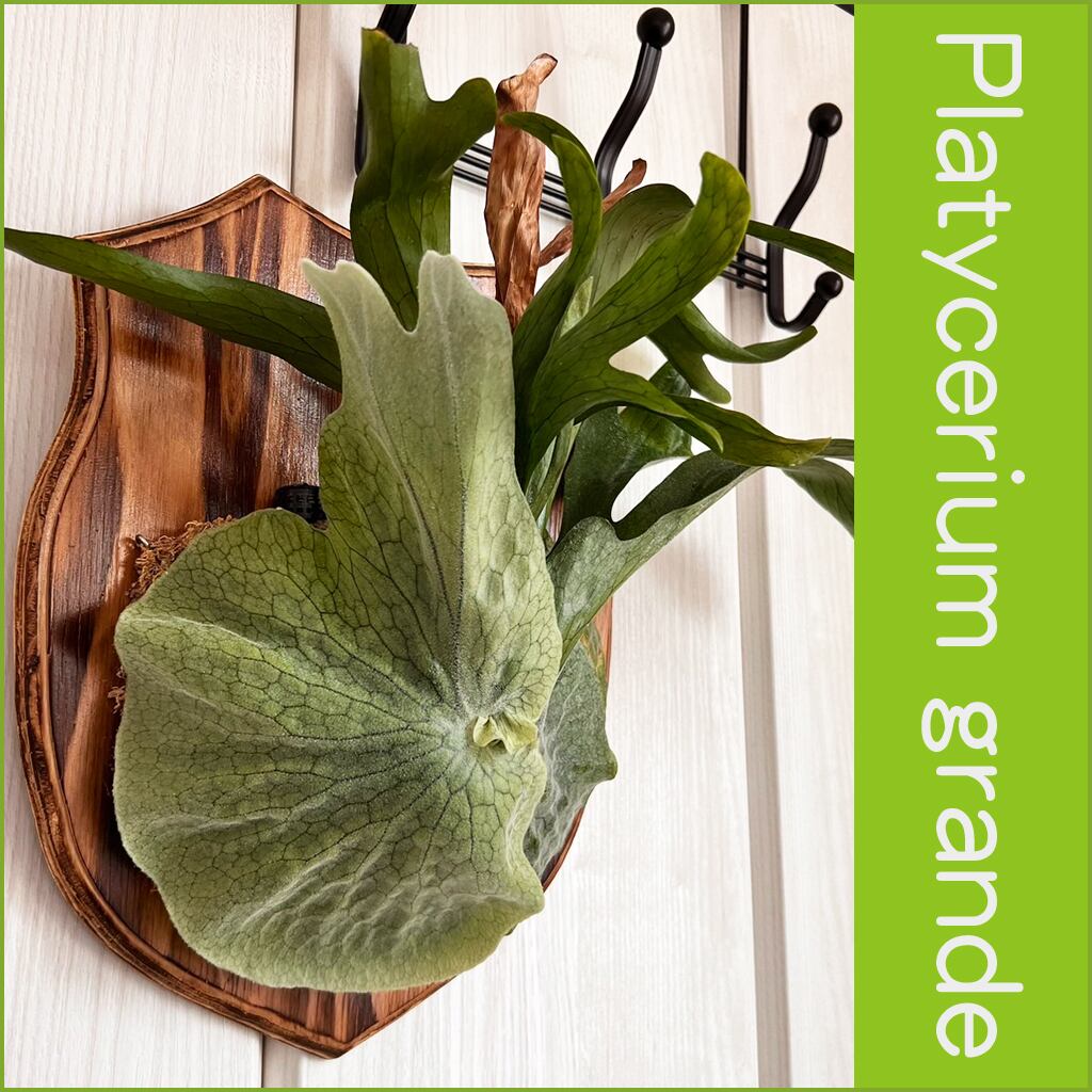 ビカクシダ グランデ 板付 【観葉植物 壁掛け コウモリラン