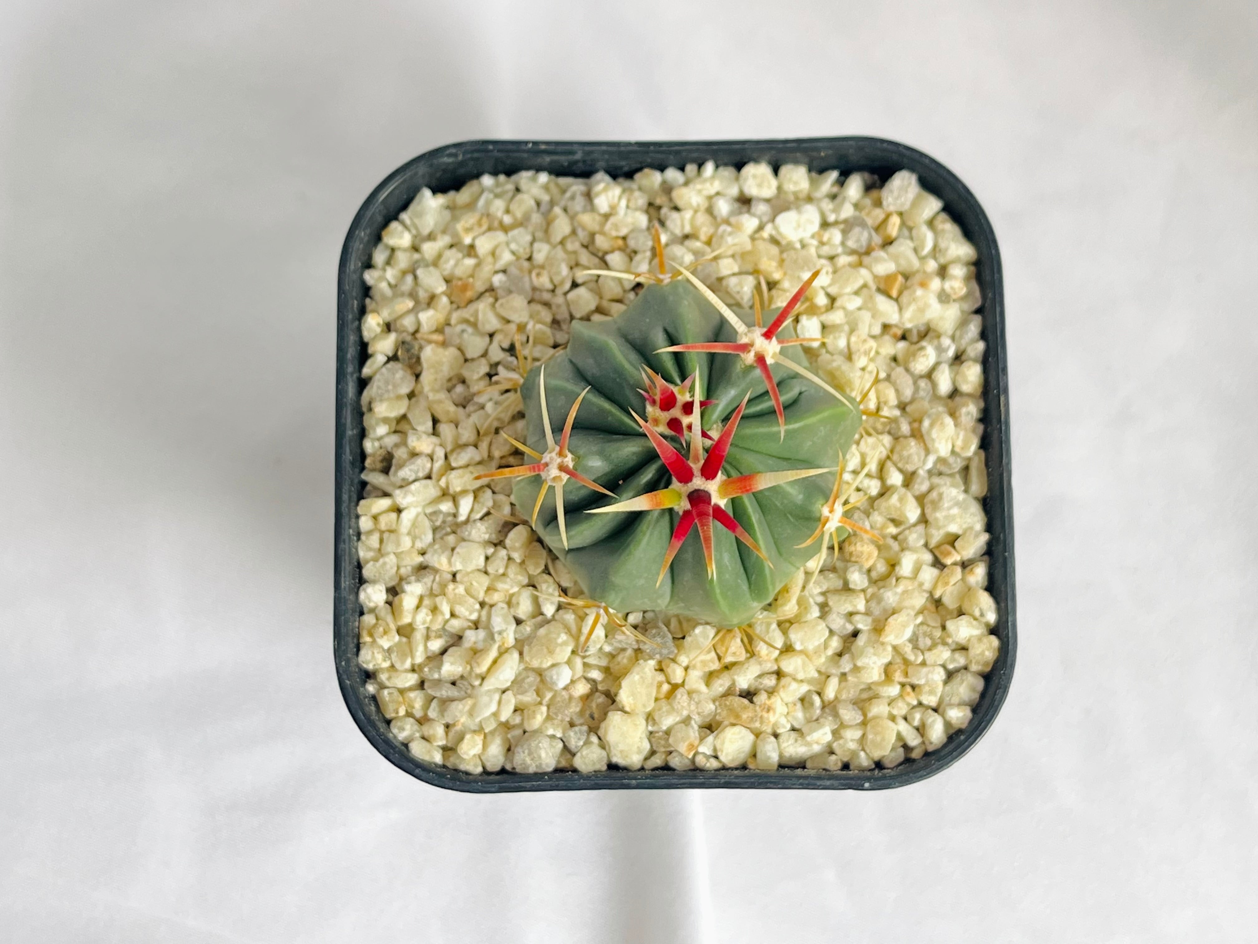 Ferocactus latispinus フェロカクタス 日の出丸 サボテン | plants MARU