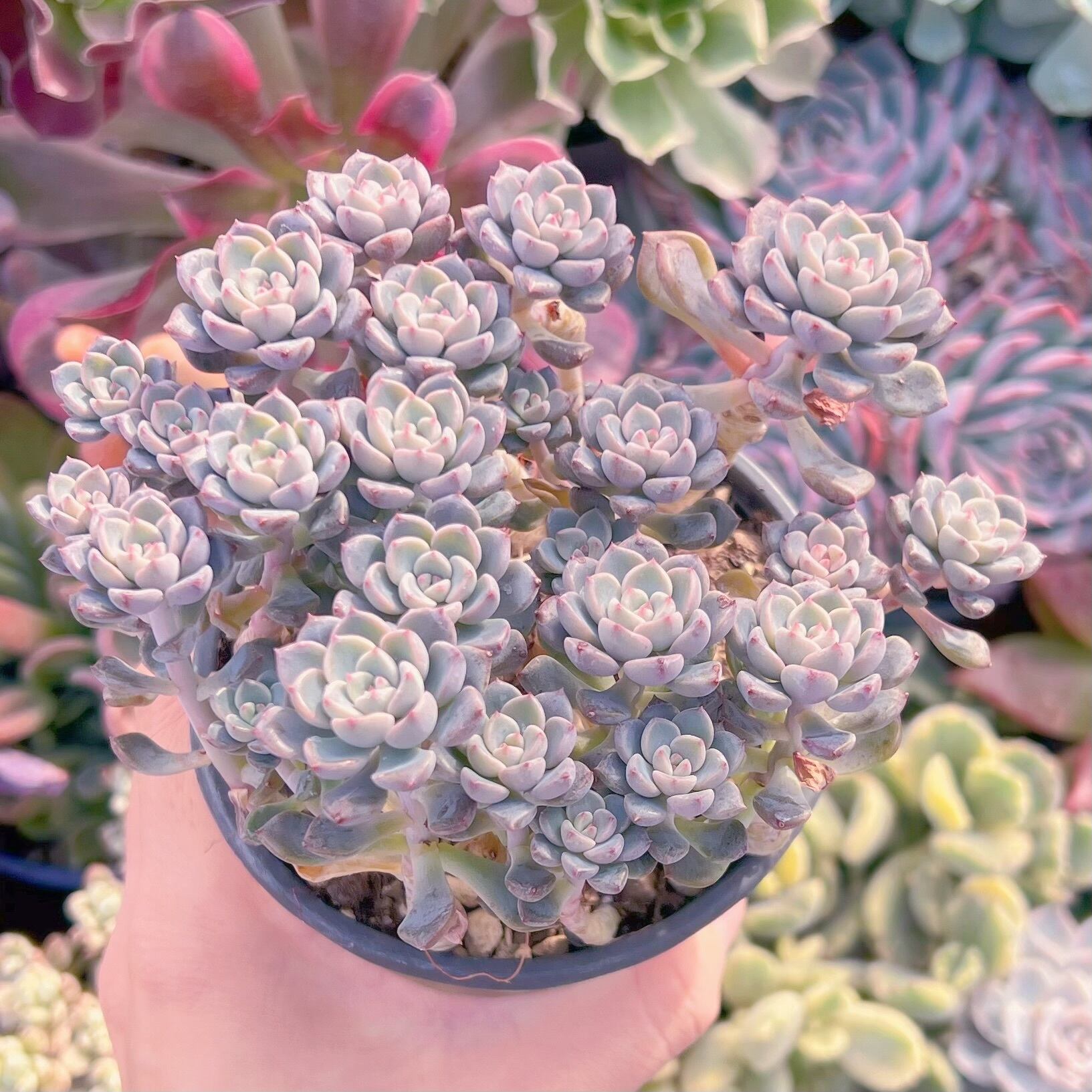 現品　ベビードール#268　群生　新入荷