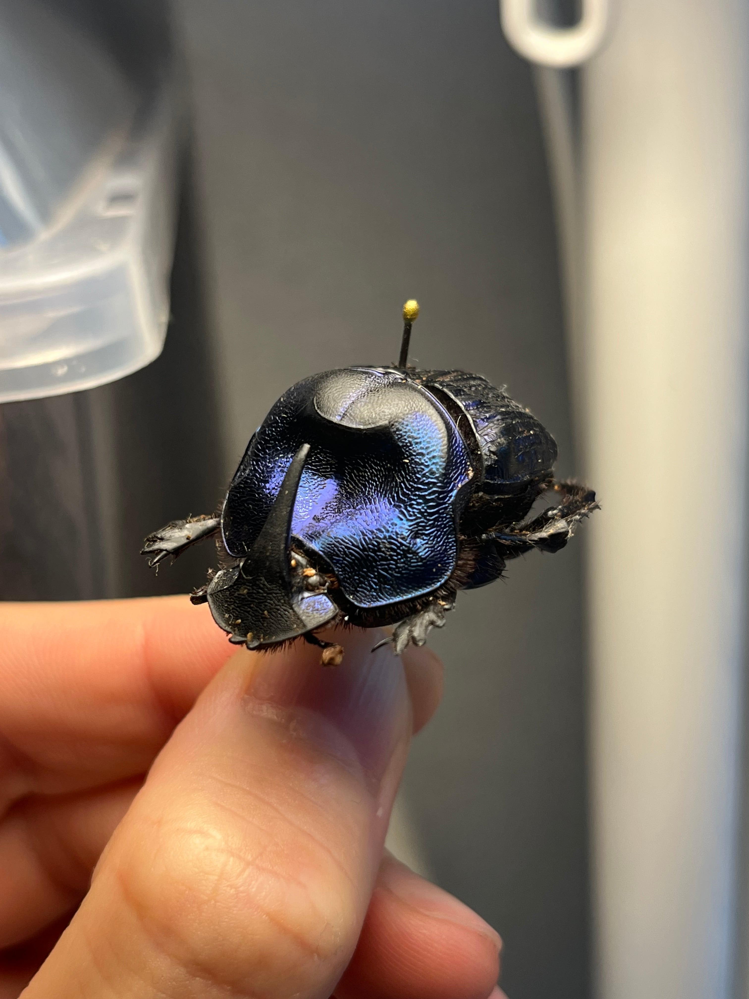 36mm♀】ランキフェルオオニジダイコクコガネ ランキフェール昆虫標本