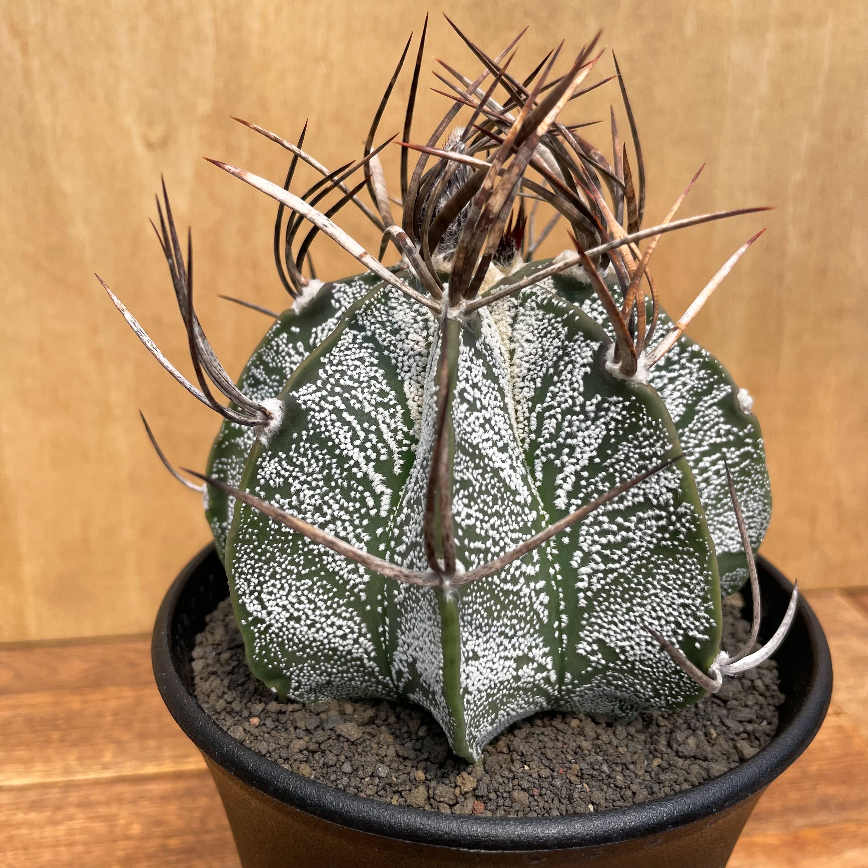 Astrophytum Crassispinum【アストロフィツム・クラシスピナム