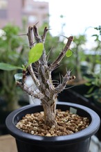 フォークイエリア・マクドガリー | Fouquieria macdougalii