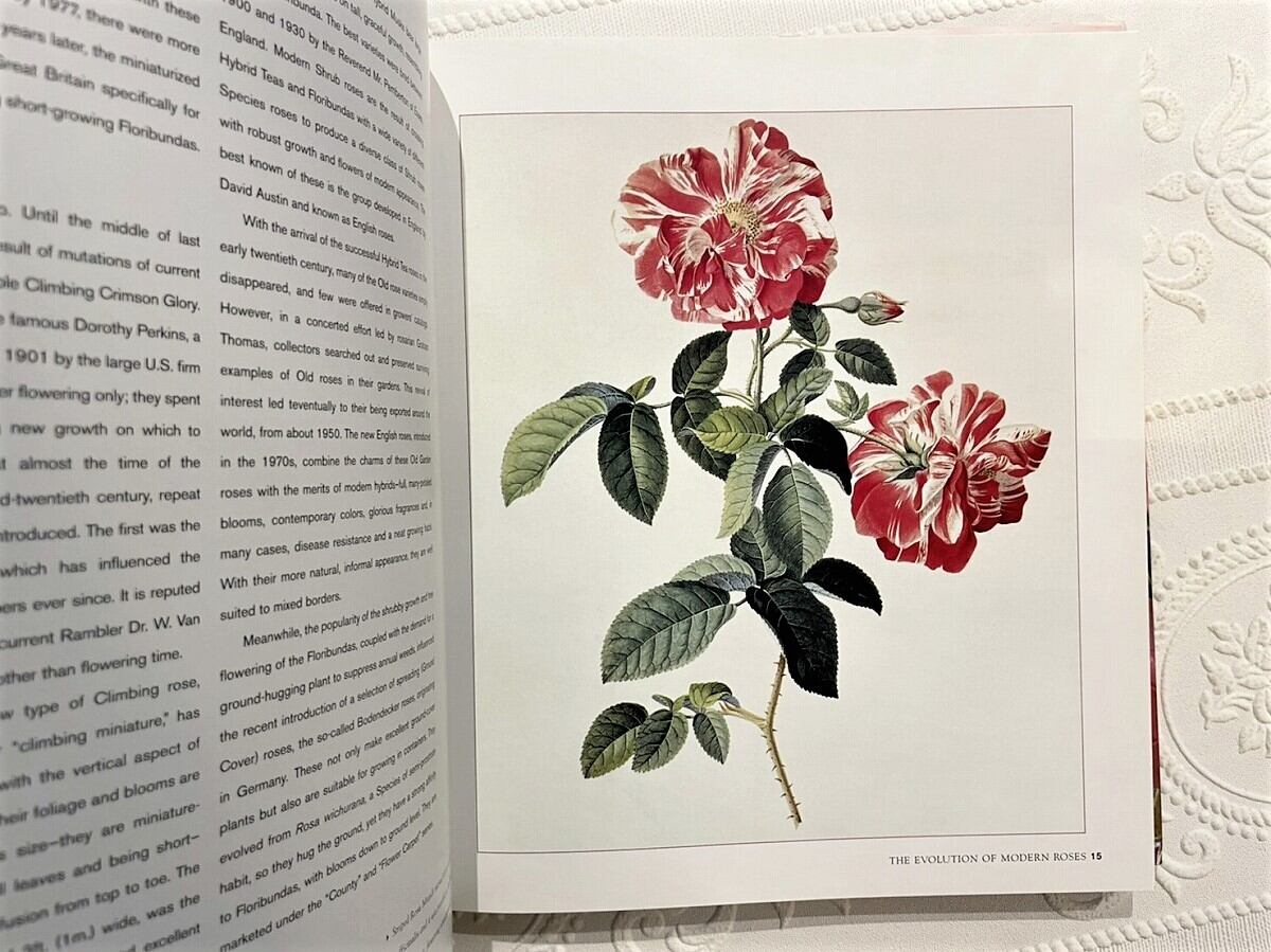 VW077】Roses for the Smaller Garden /visual book | KITAZAWA BOOKSTORE