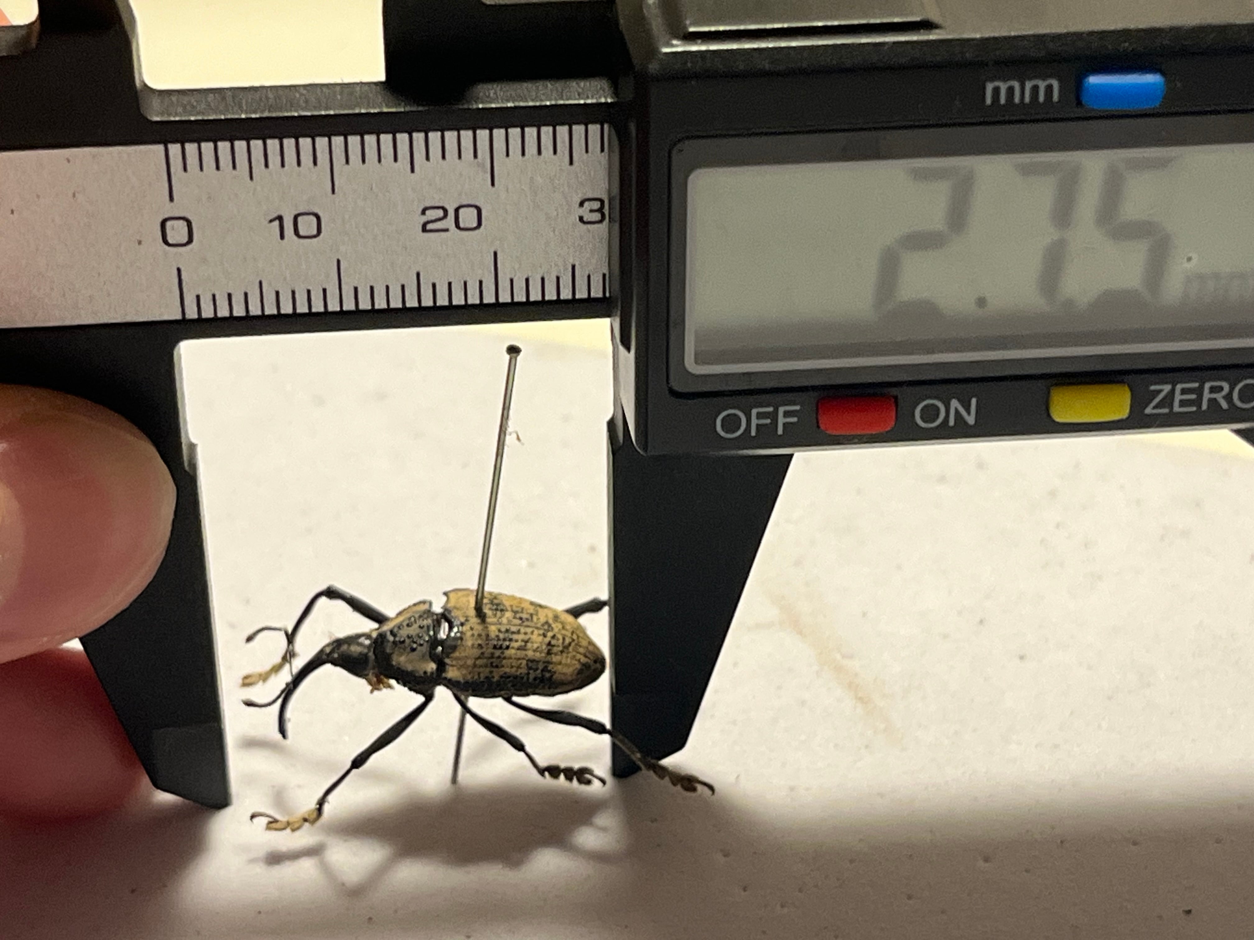 ブラジルのシギゾウムシ 標本カミキリ昆虫ゼリー標本甲虫フンチュウ