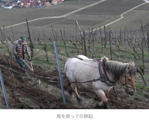 【ドメーヌ・アルベール・マン】 アルザス ピノ・グリ キュヴェ・アルベール 2019