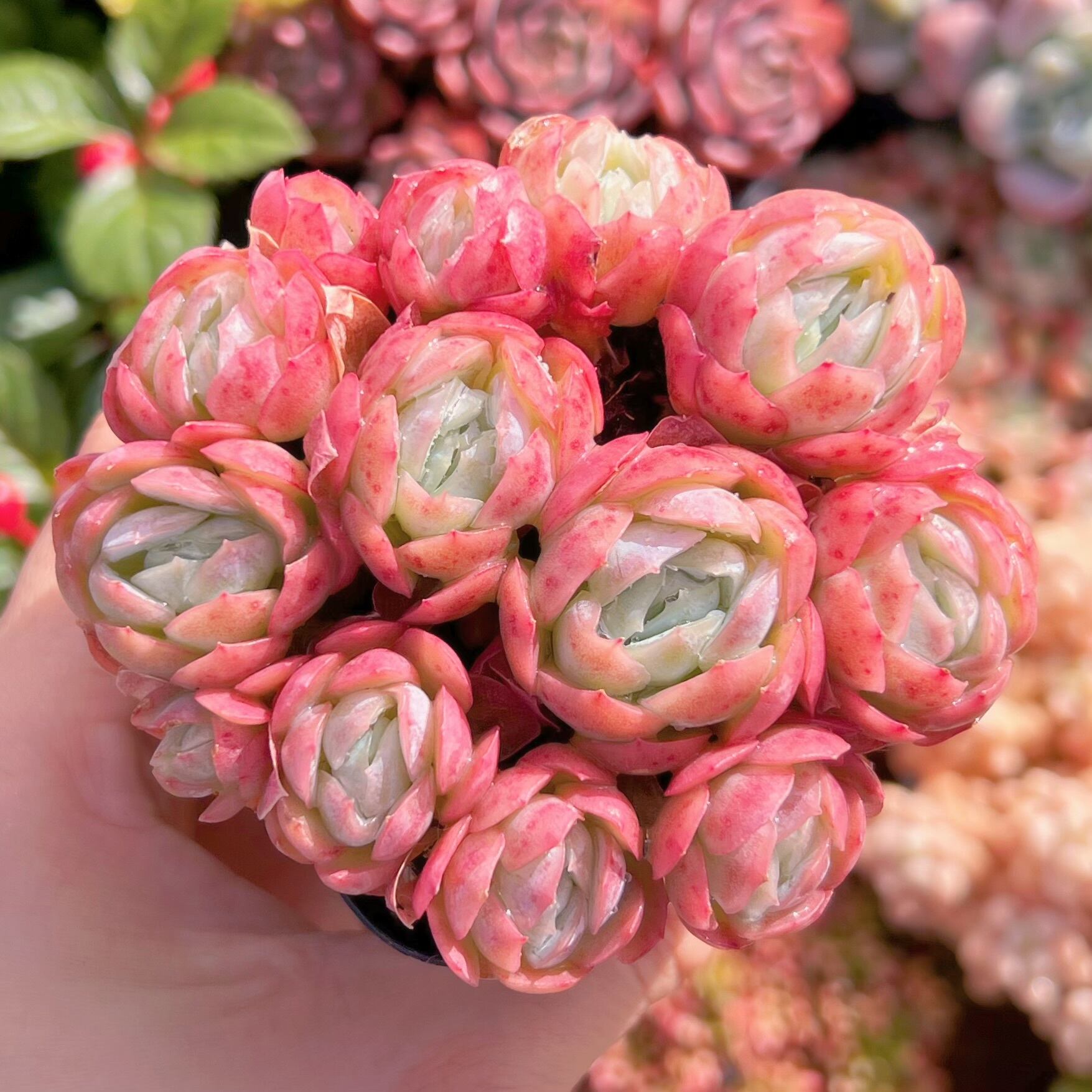 現品　クリームベリー#794　るる農園