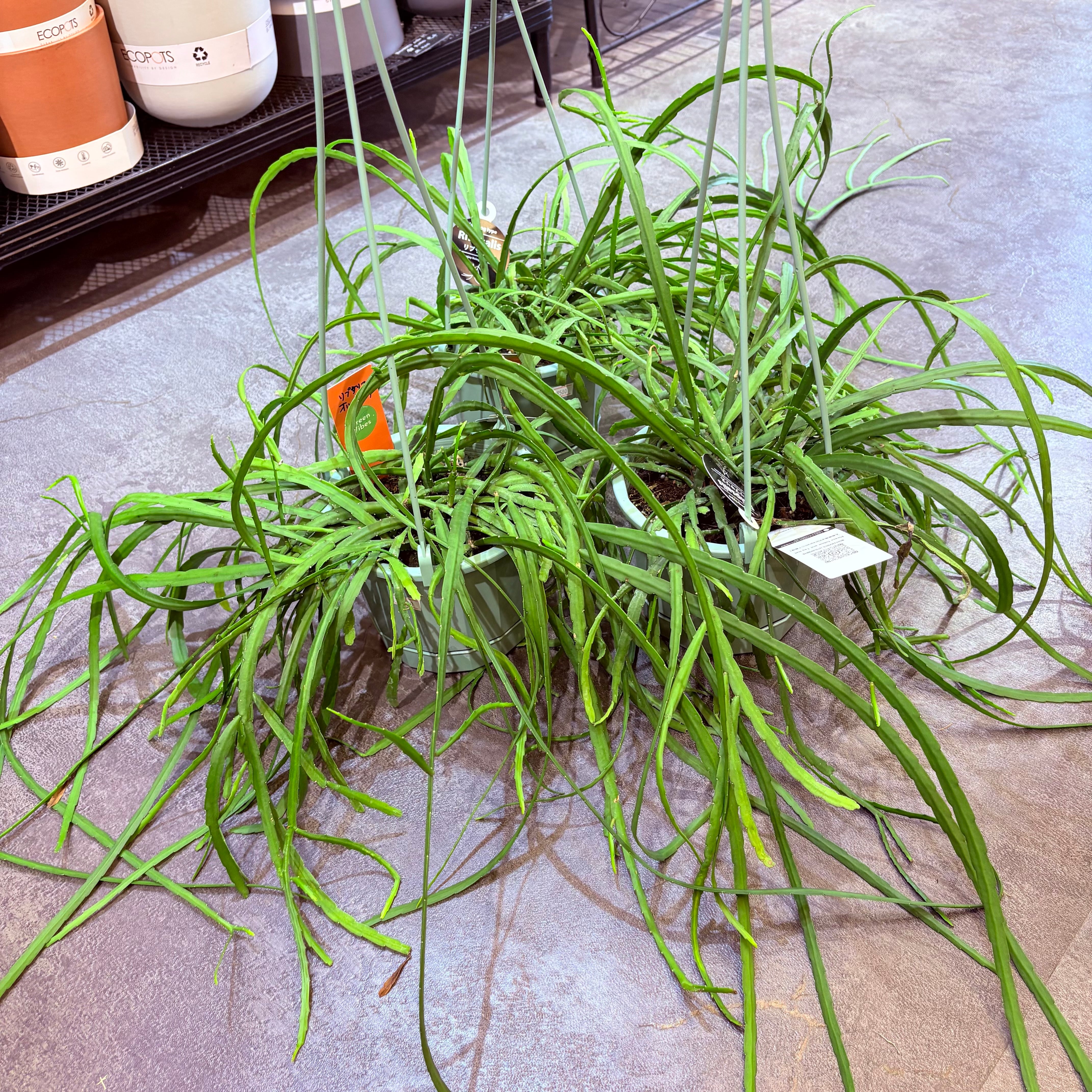 リプサリス ホルビアーナ 5号 | Green Vibes 宇都宮市の観葉植物専門店