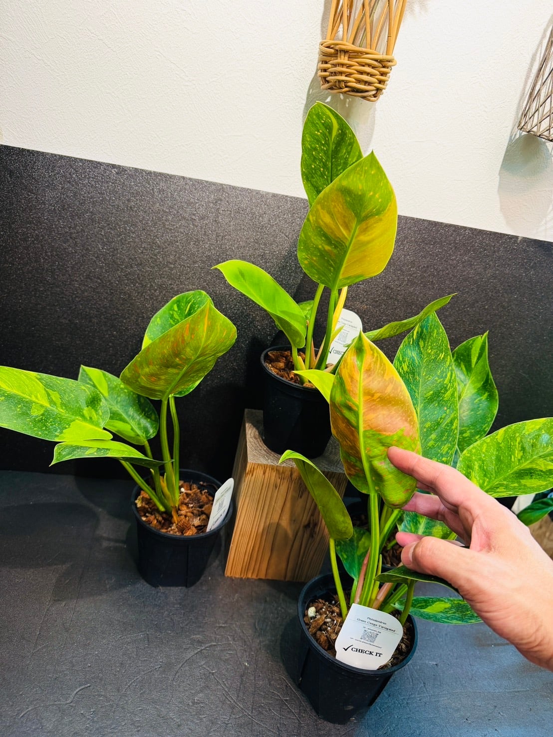 フィロデンドロン・グリーンコンゴ バリエガータ 4号 希少 | 観葉植物