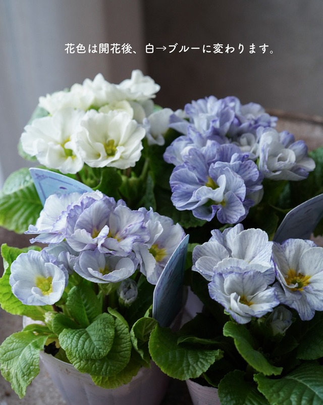 【ミニ花苗セット】えんじ系ラナンと水色プリムラの寄せ植え用苗セット