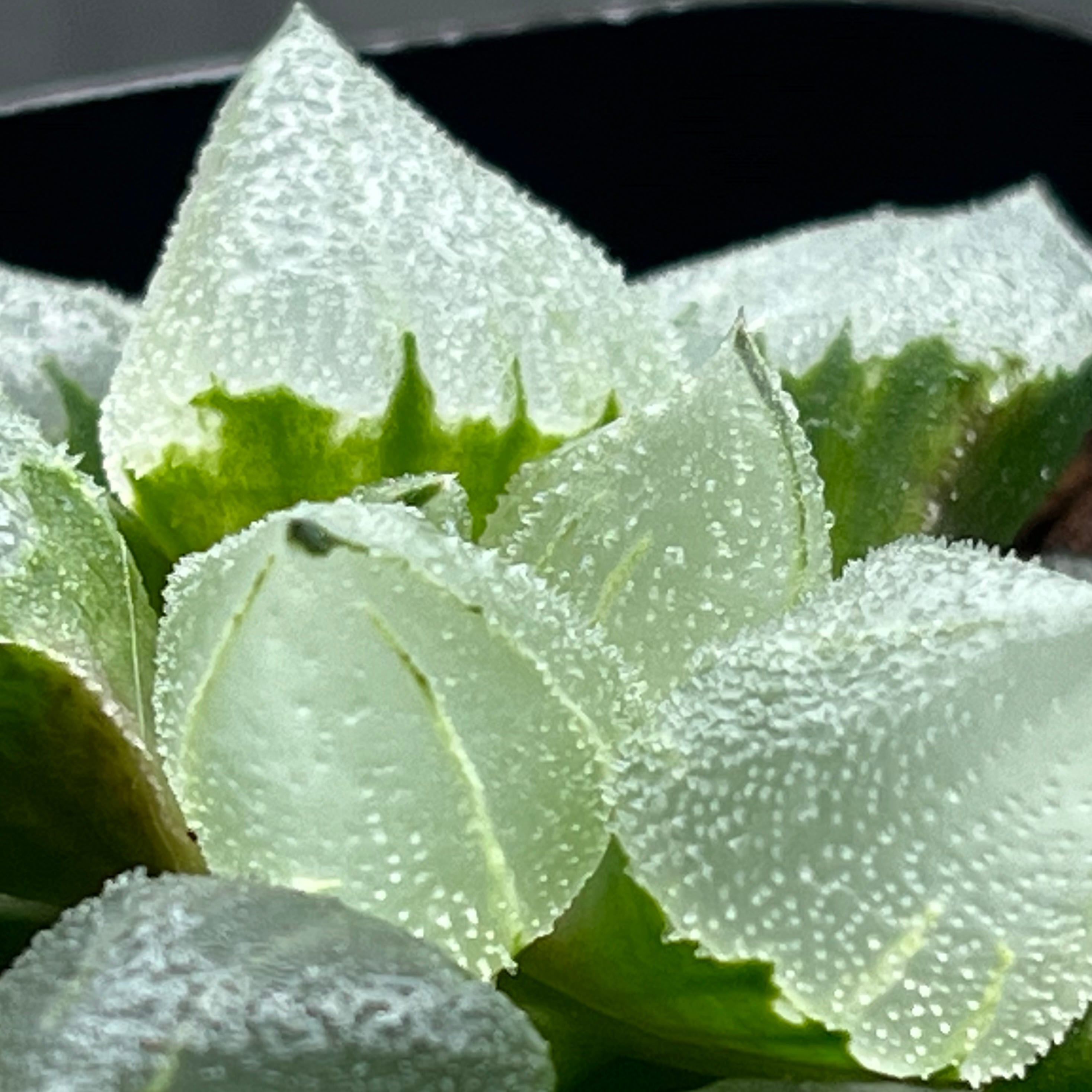 ハオルチア ピグマエアミュータント 特異株 | mocono_plants