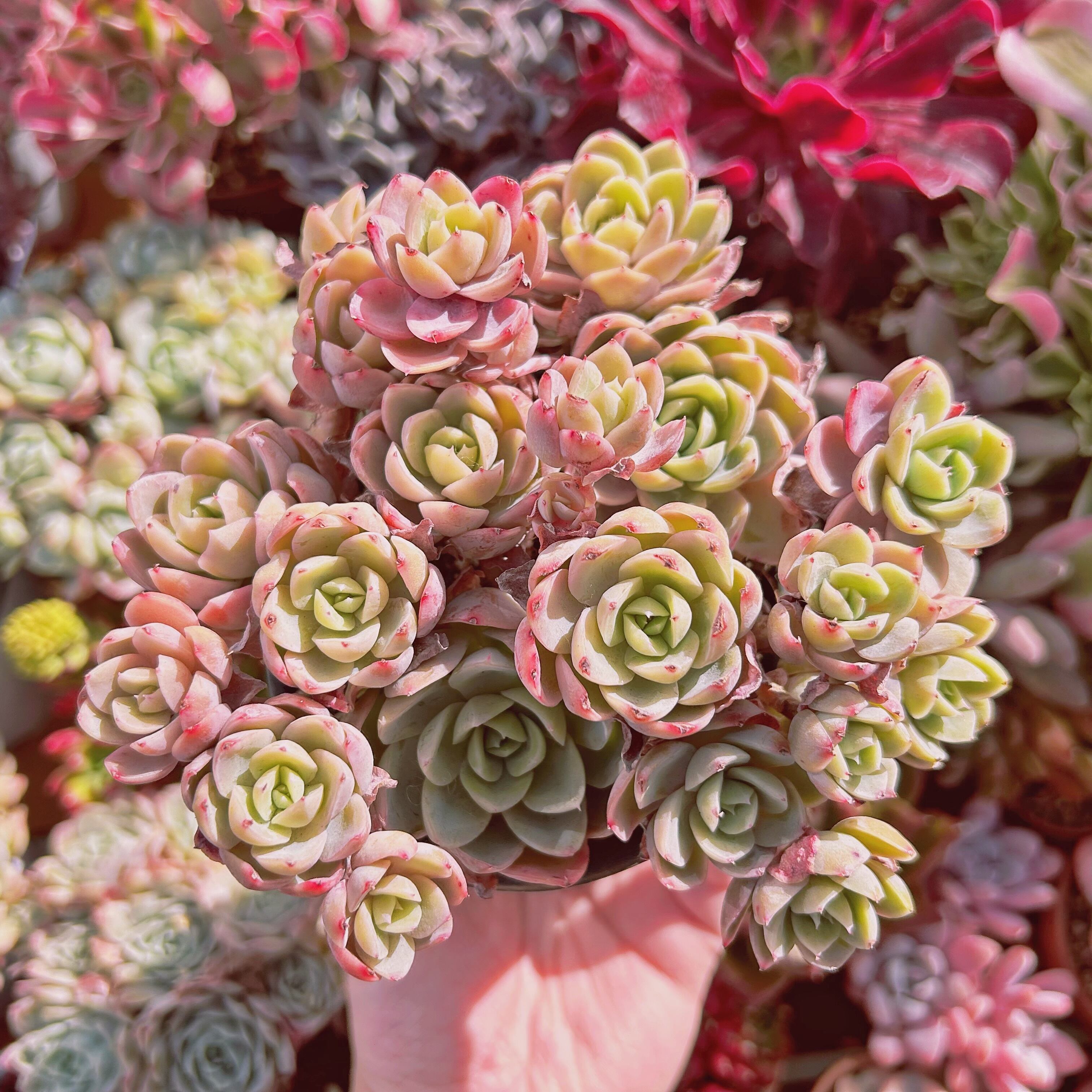 #855現物　多肉植物　silkveli　特特大