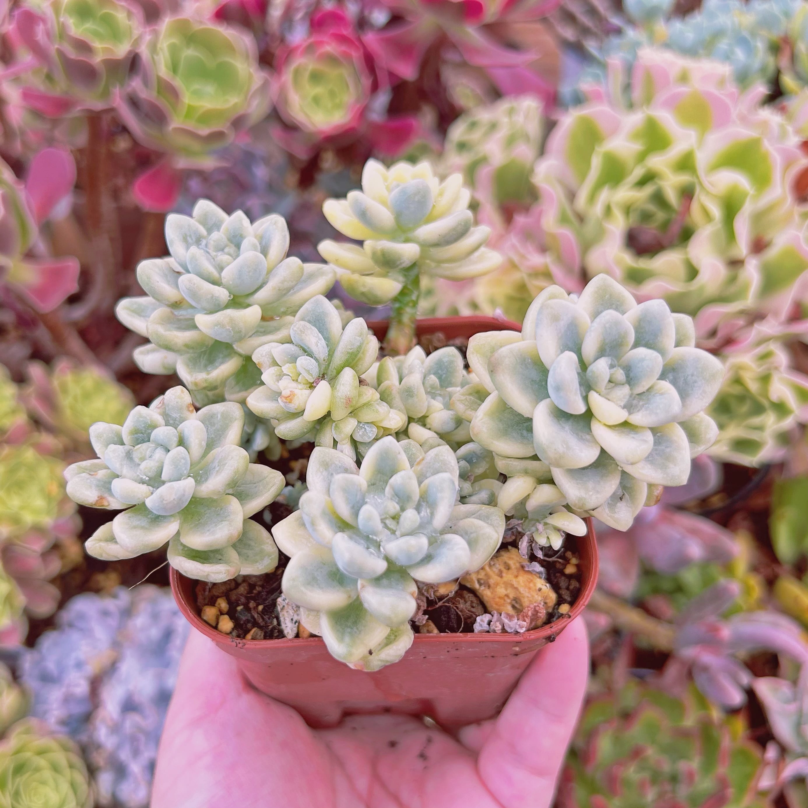 624現物 多肉植物 ラウル錦 特大 | るる農園~多肉植物専門