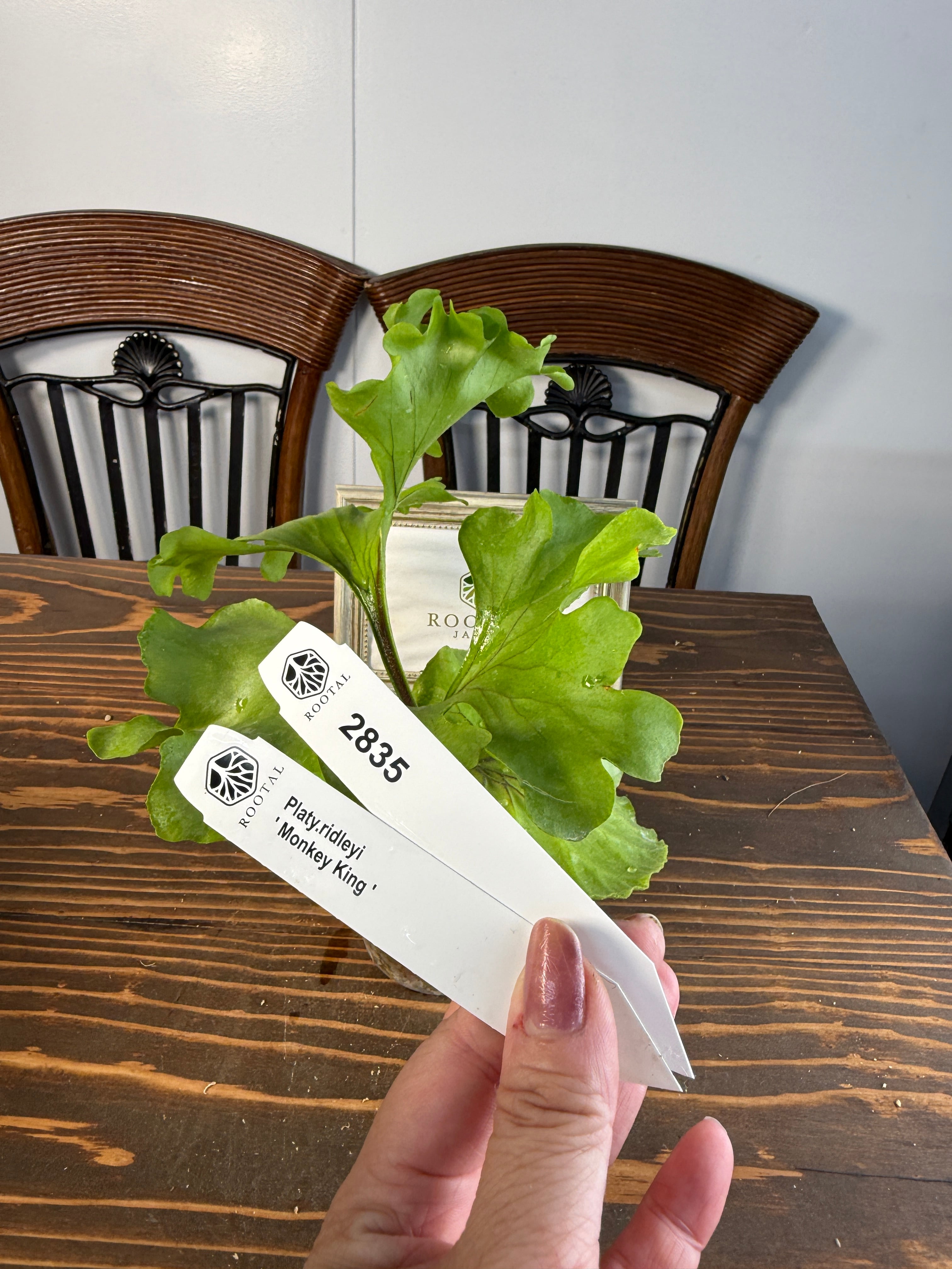 ビカクシダ | ROOTALPLANTS