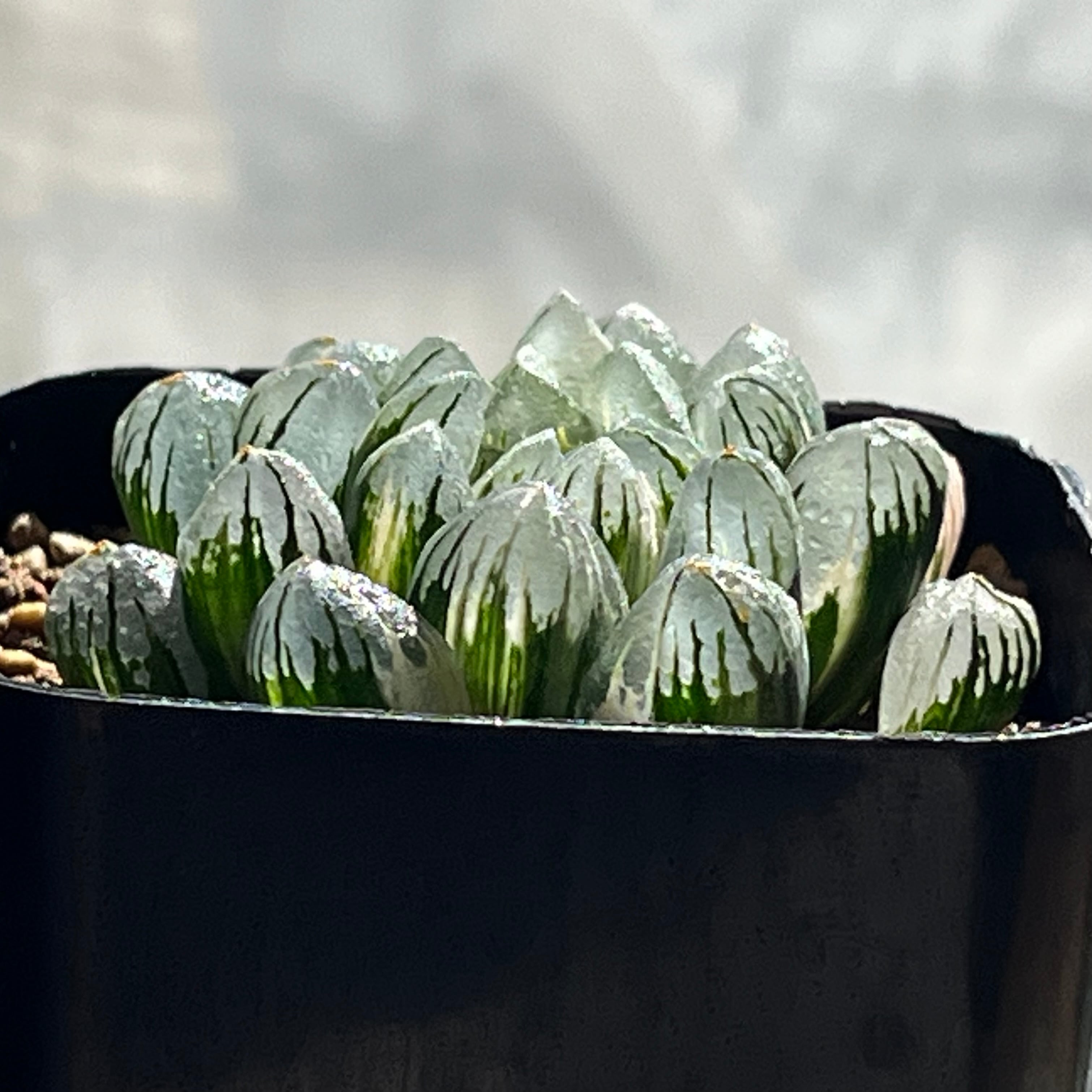 ハオルチア オブツーサ錦 水晶燈 | mocono_plants