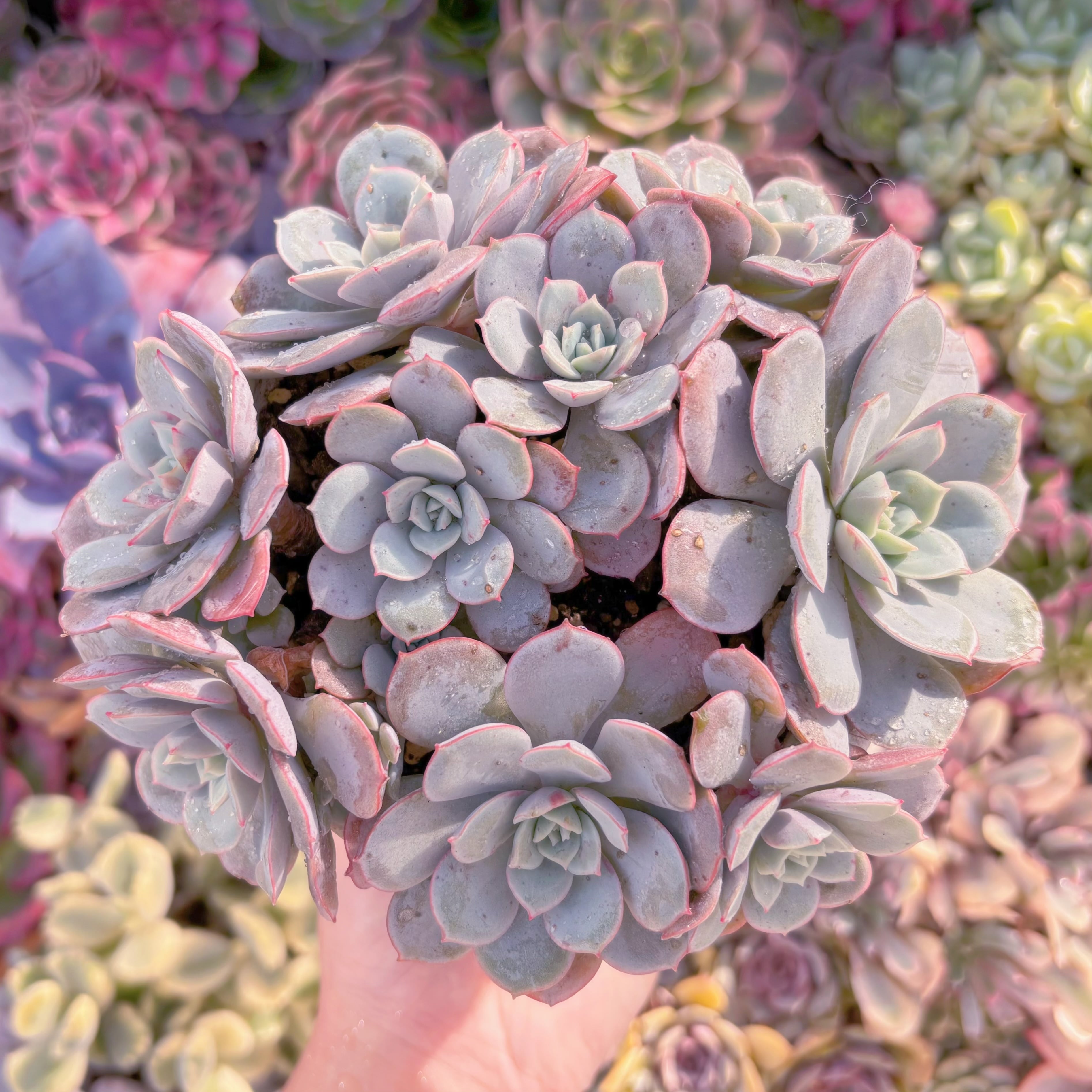 現品　凌波仙子（りょうはせんし）#F070　群生　新入荷　るる農園