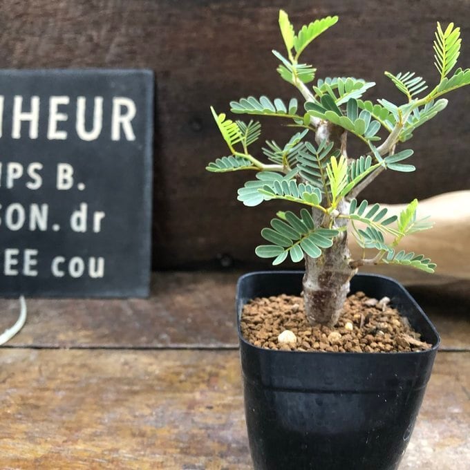 【塊根植物 】センナ·メリディオナリス　大株　コーデックス 観葉植物 センナ メリディオナリス Senna meridionalis コーデックス 塊根植物