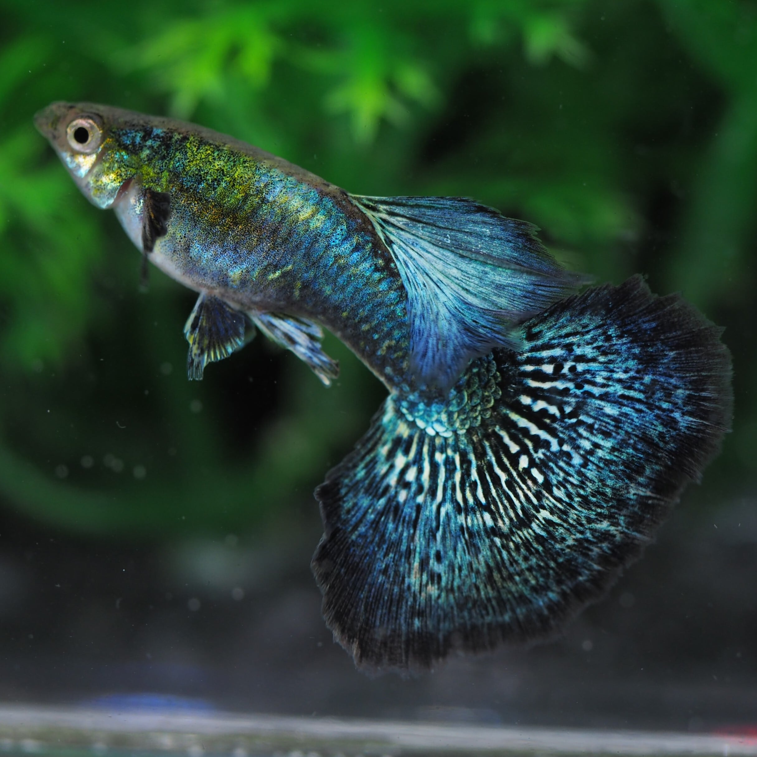 1点物】プラチナブルードラゴン 種親1ペア+メス1匹(国産グッピー