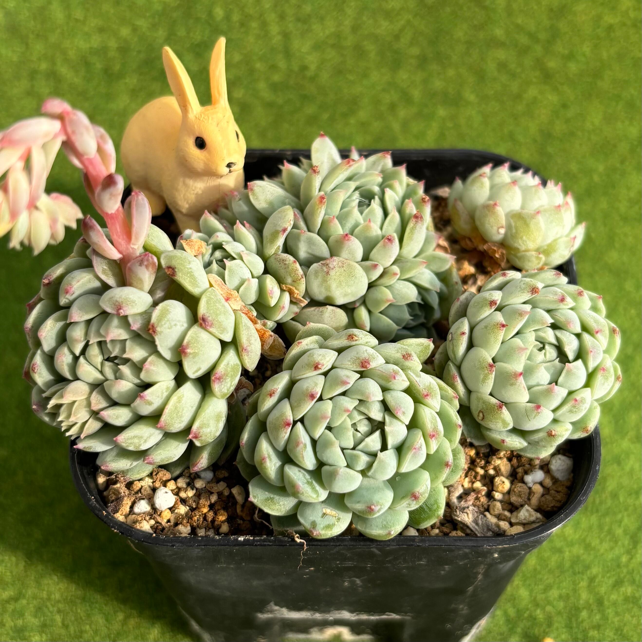 希少株 ハオルチア 斑入り 初霜錦 多肉植物 3号鉢 | PAY ID