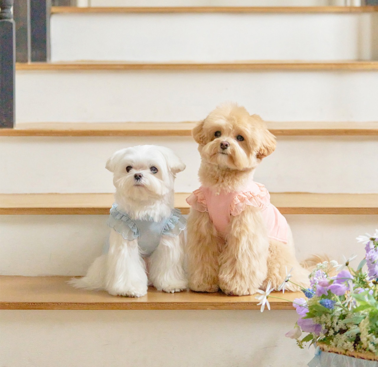 即納【MYLITTLEDOG】Blossom Sweatshirt (blue)