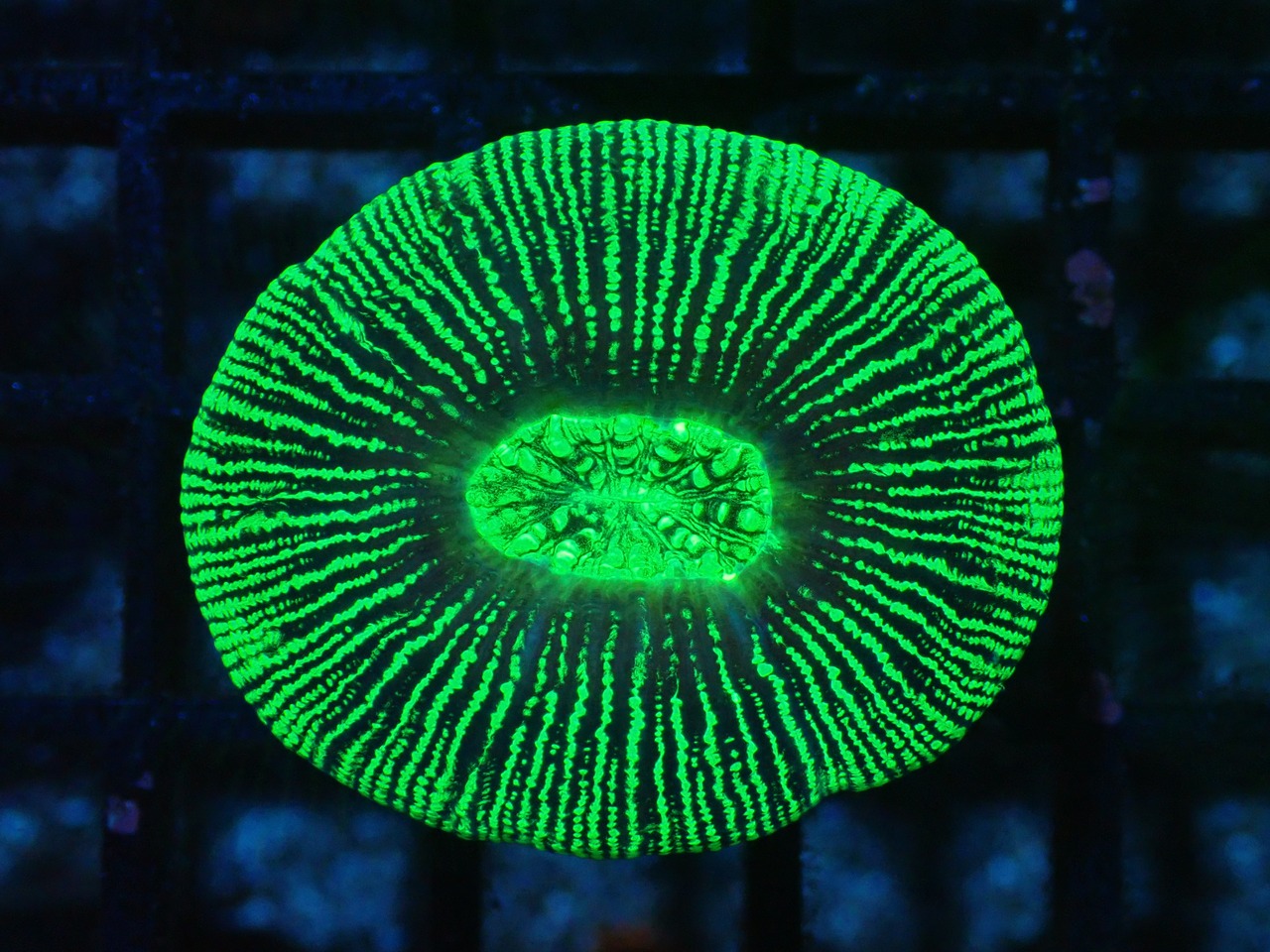 Trachyphyllia geoffroyi "Neon Stripes" 4