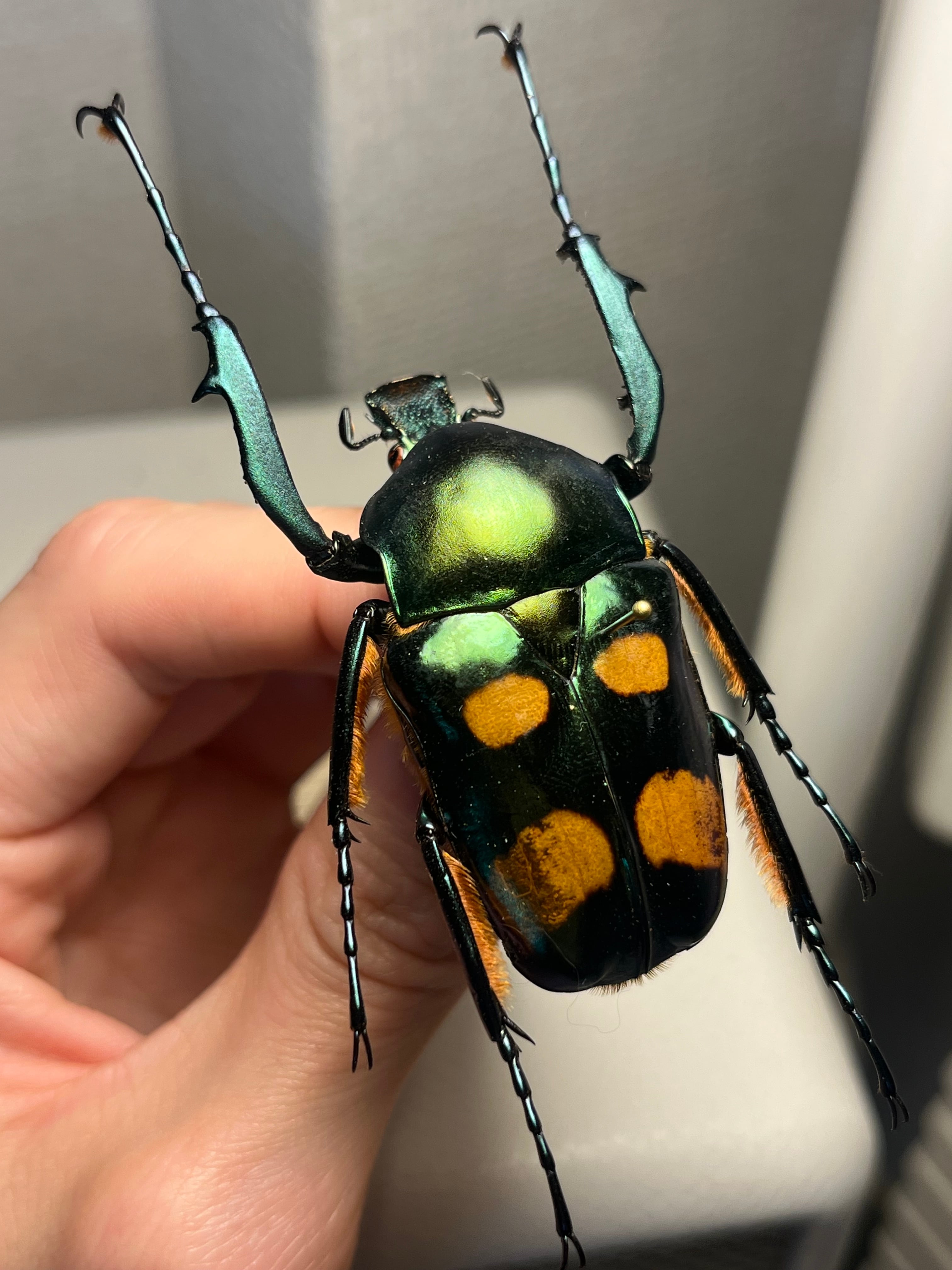28mm】クラバータカメノコブイブイ プラチナコガネ 昆虫標本
