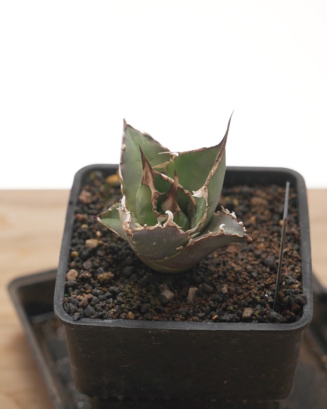 旧来白鯨 京都株 Agave titanota 'Hakugei' traditional Kyoto