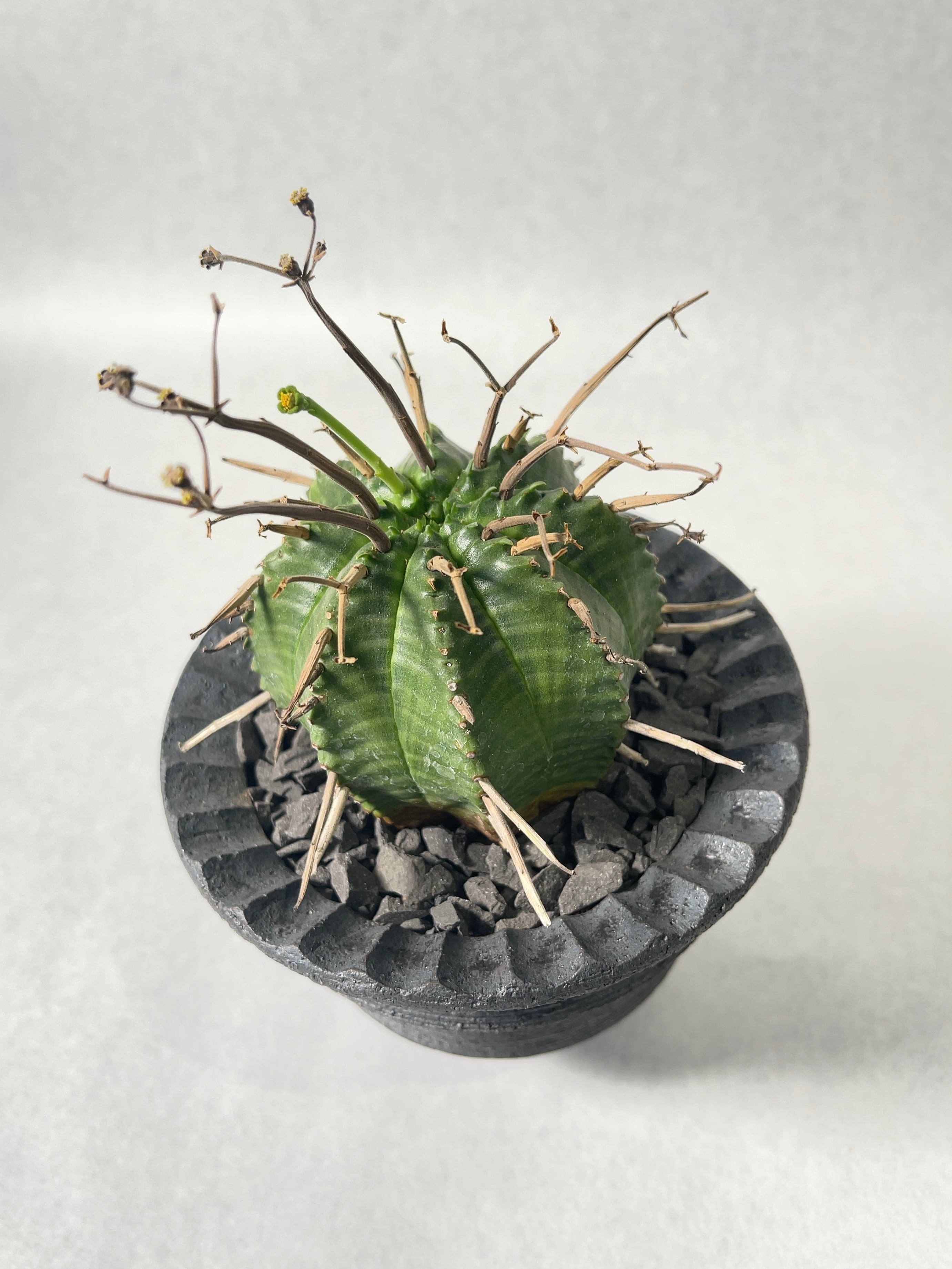 ユーフォルビア・スーパーバリダ | trigger