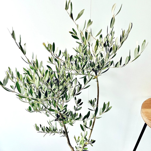 ◎一点もの 創樹 SOUJU オリーブ ピクアル 観葉植物 calm cafe