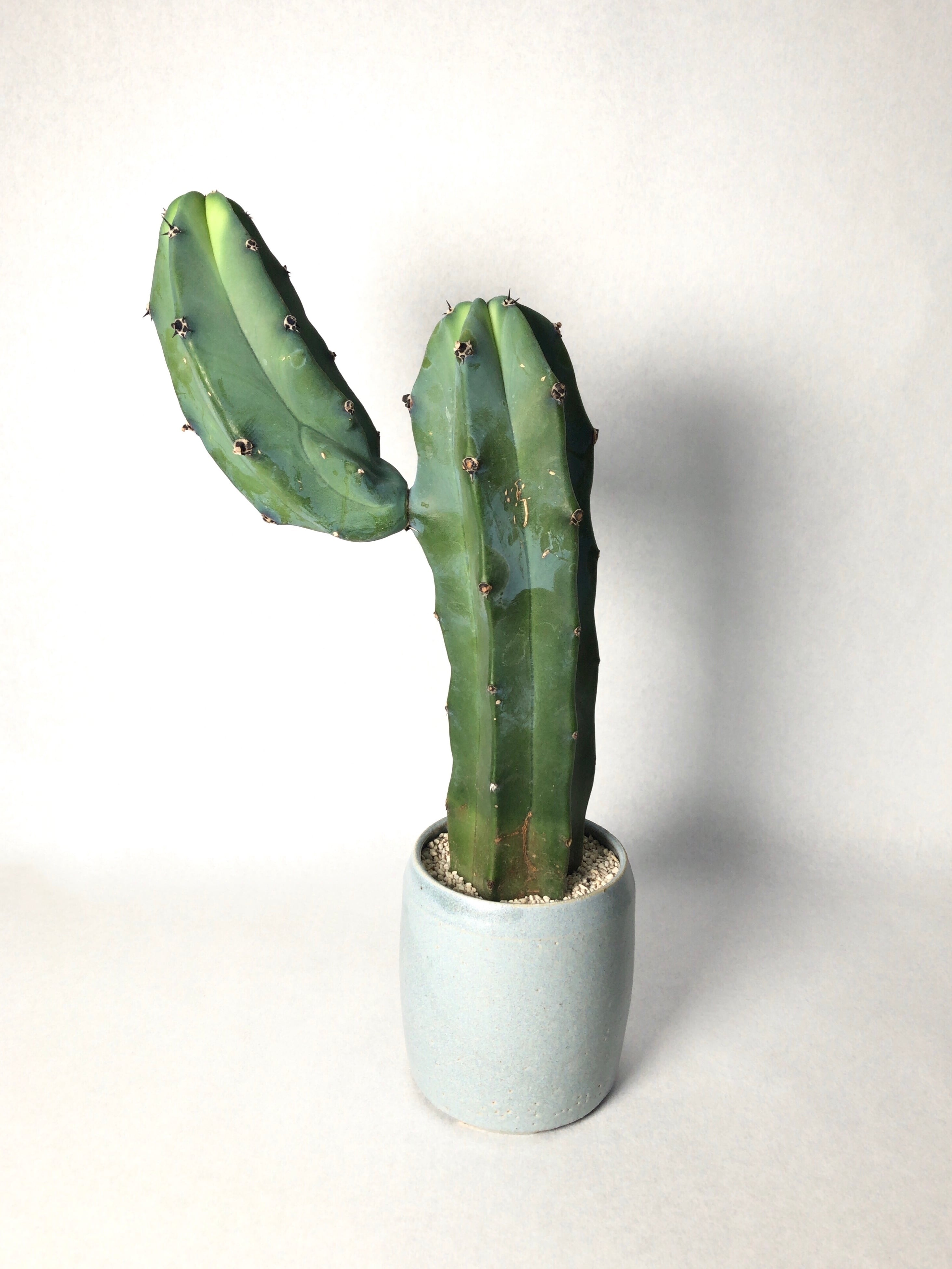 烏羽玉（多聞柱接ぎ） 烏羽玉（多聞柱接ぎ）