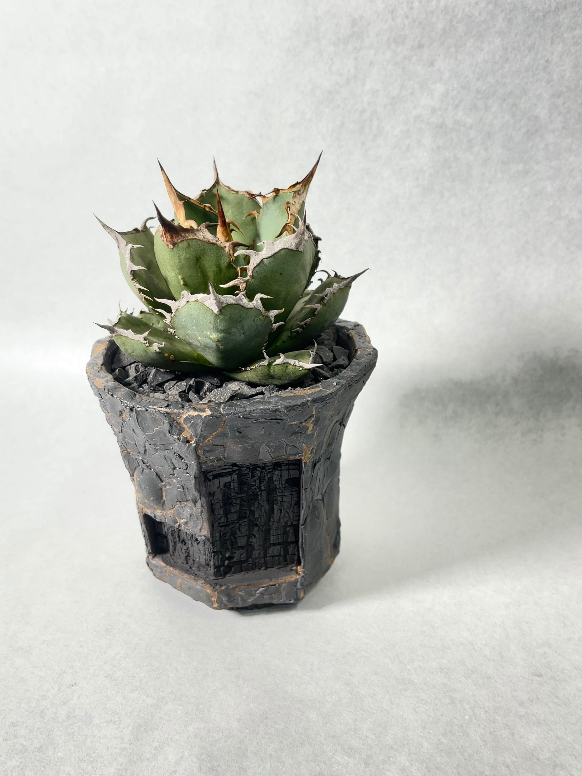 アガベ・烈焔 | trigger