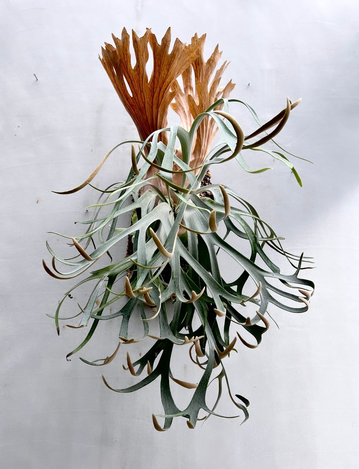 Platycerium_ビカクシダ | vandaka plants