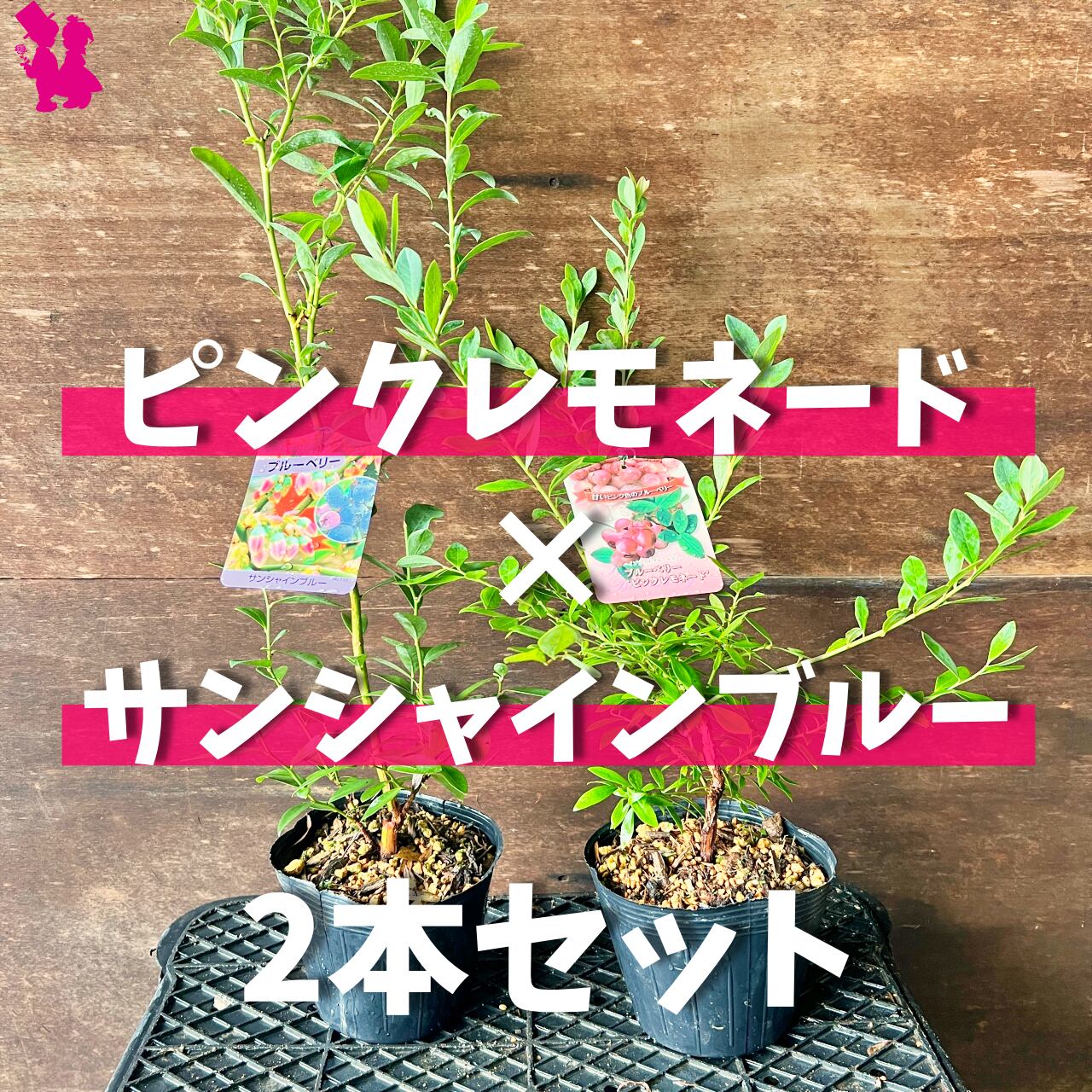 ブルーベリー苗 ピンクレモネード 50本セット