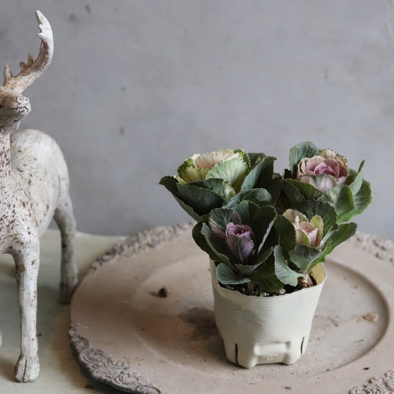 ハボタン萌花セッション　ミックスショコラ＆クリーム　お正月　寄せ植え　縁起のいいもの　可愛いハボタン