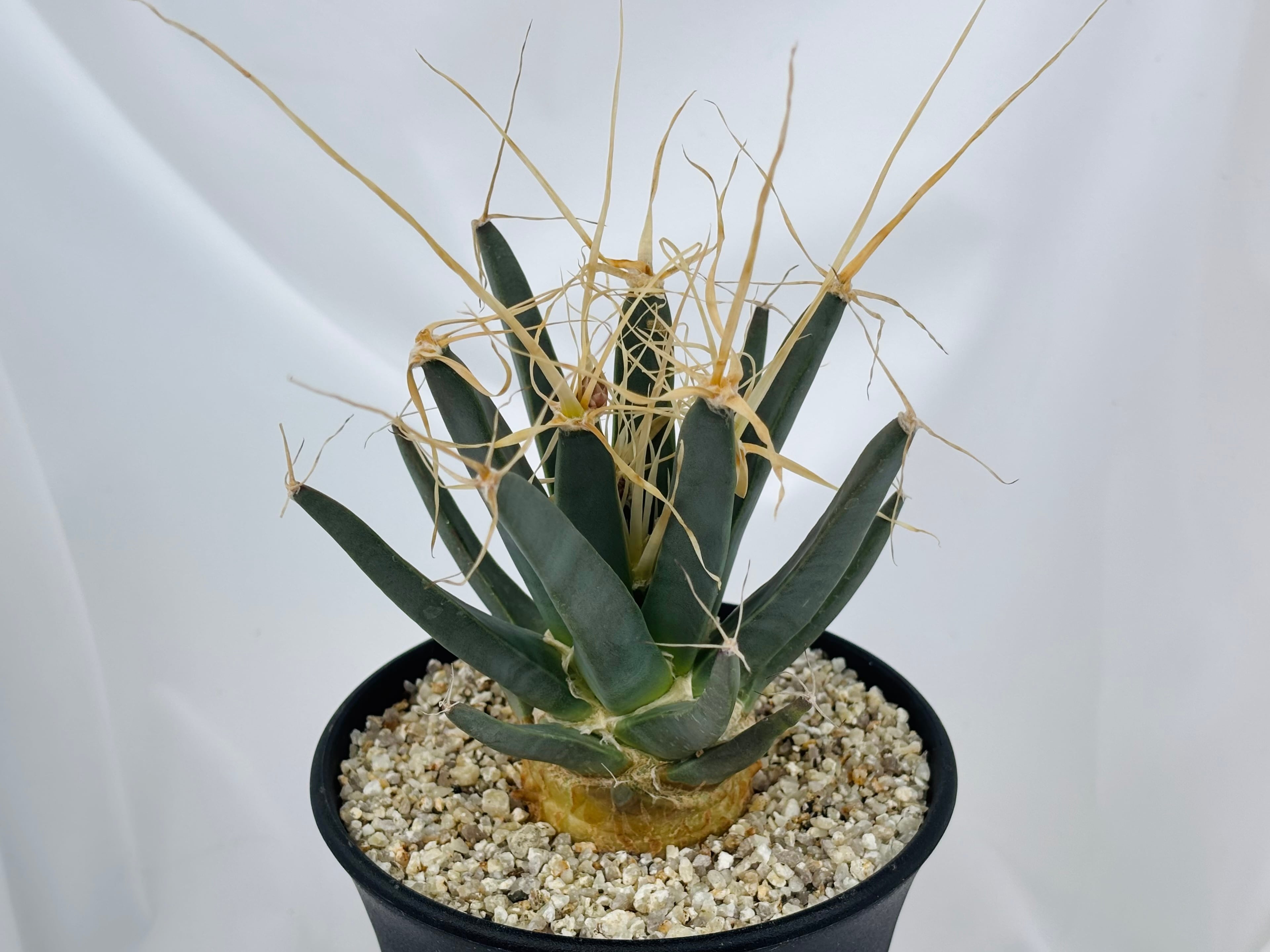 Leuchtenbergia principis レウクテンベルギア 晃山 サボテン | plants