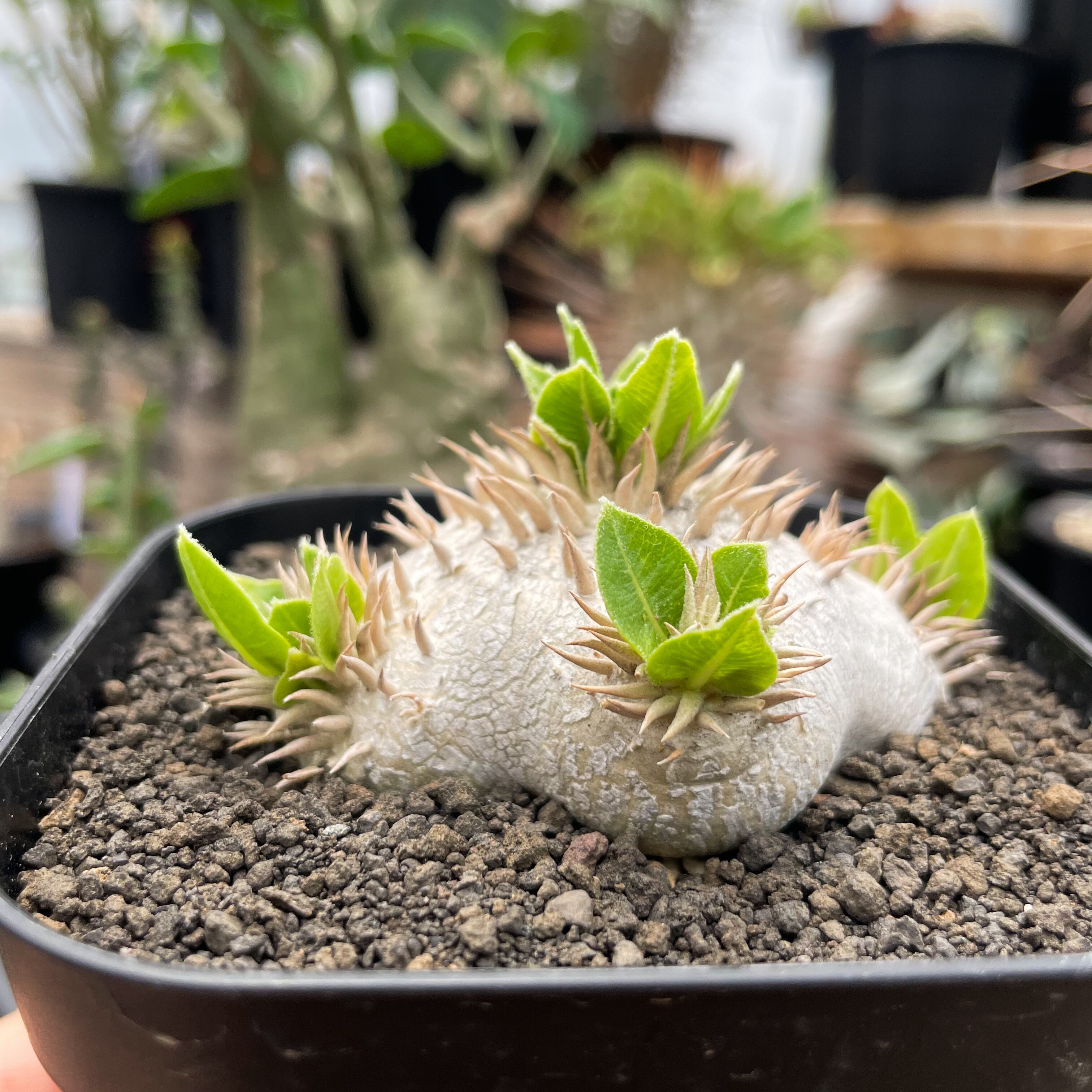 Pachypodium brevicaule ssp . Leucoxanthum【パキポディウム