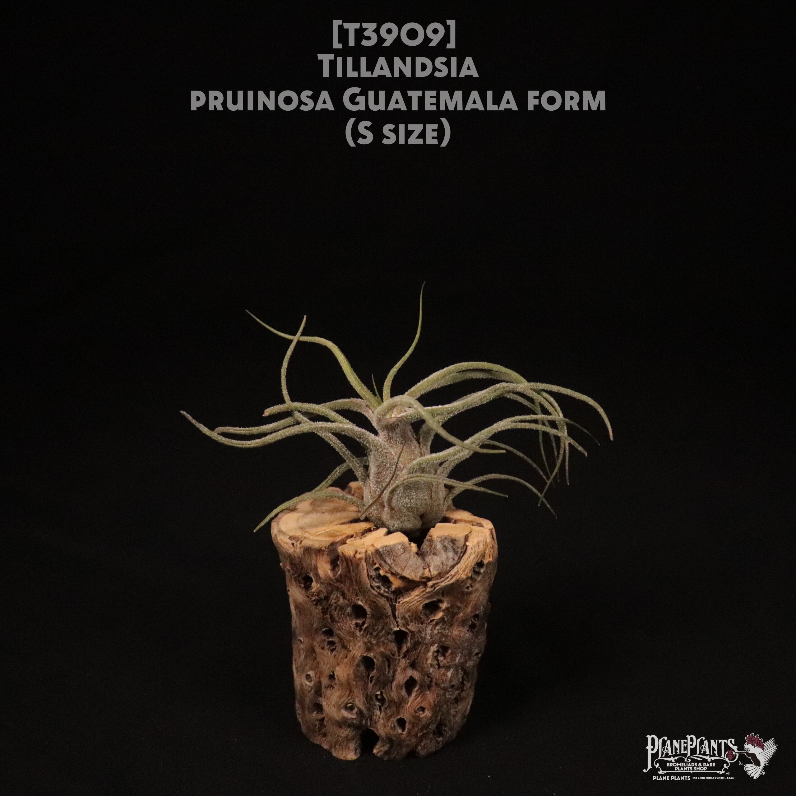 【送料無料】pruinosa Guatemala form S〔エアプランツ〕現品発送T3909